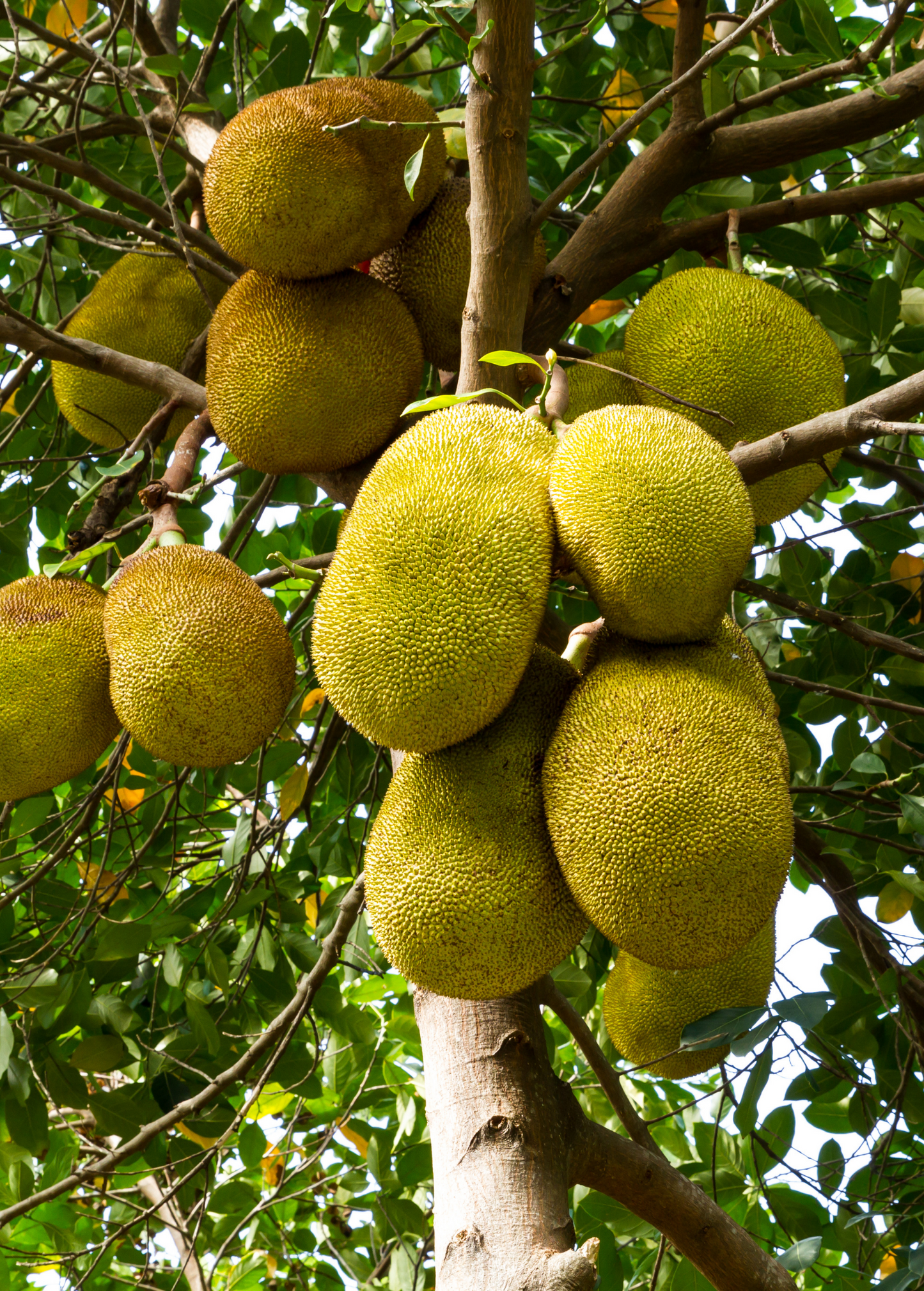 Jackfruit Crunchy Fruit - Edible Tropical Fruit with Sweet Pineapple, Melon, Coconut Flavor - Artocarpus heterophyllus