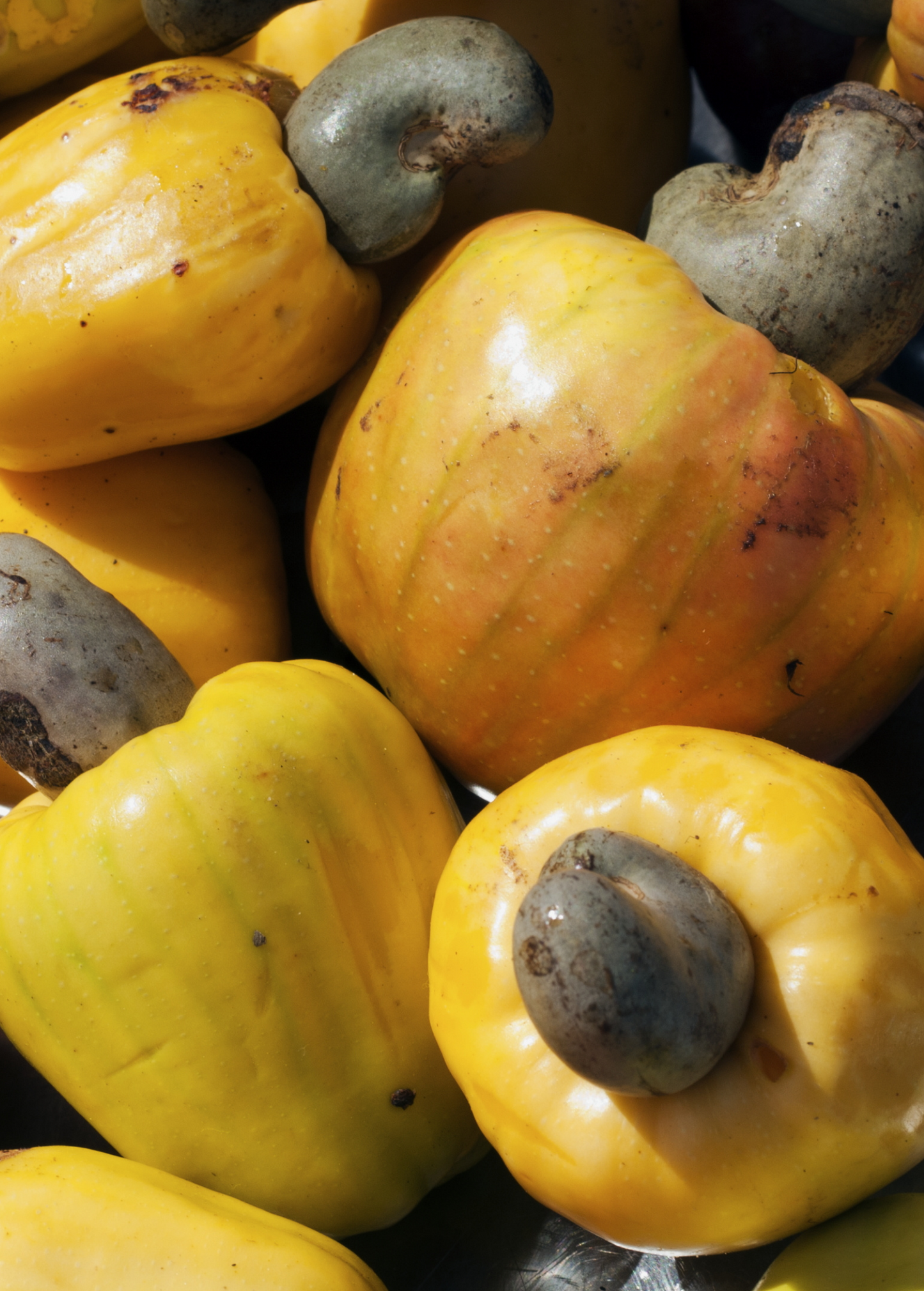 Yellow Cashew Tree Seedling | Edible Fruit, Anacardium occidentale, Tropical Evergreen Plant