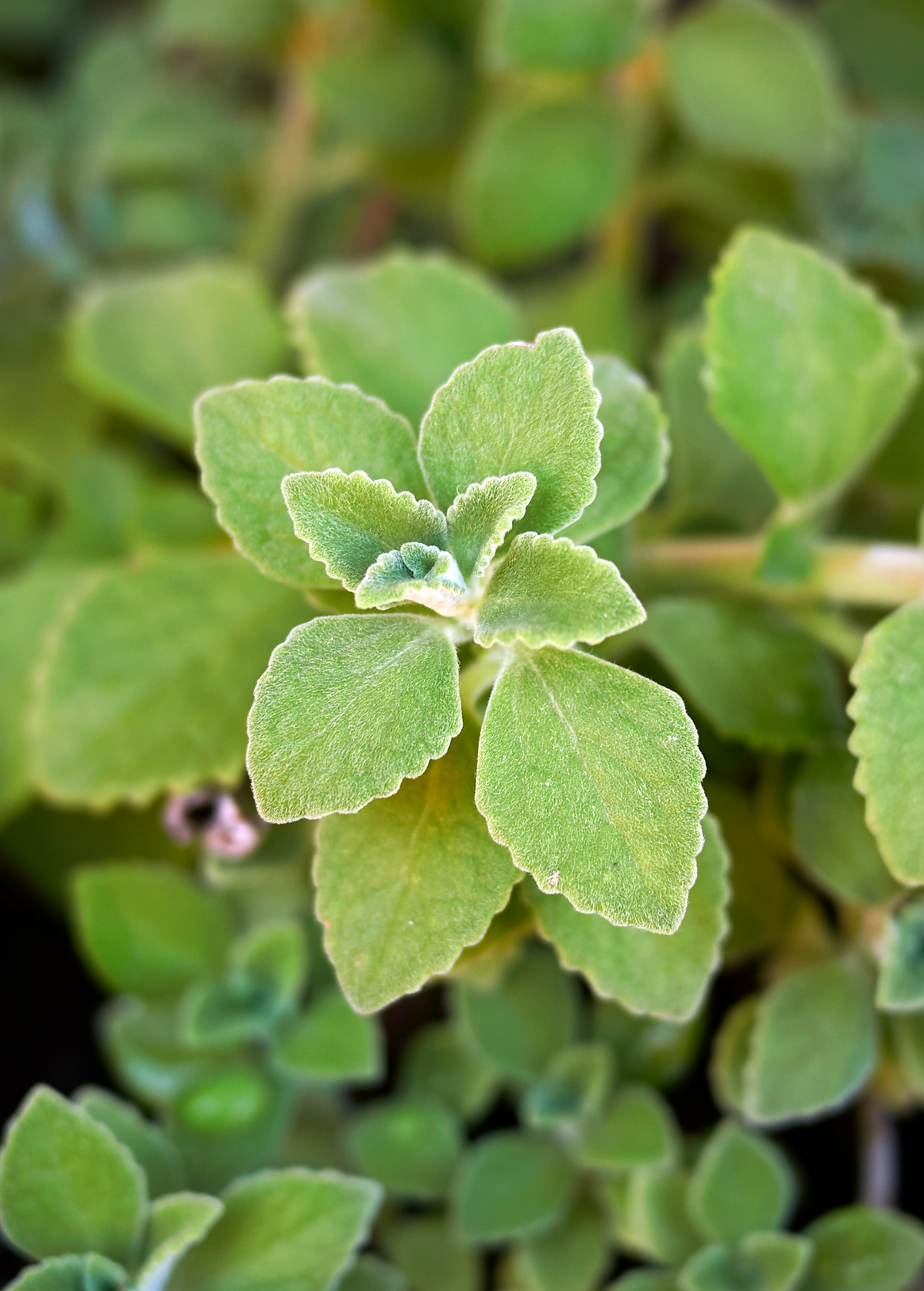 Cuban Oregano Herb Plant Plectranthus amboinicus - Drought Tolerant, Aromatic, Easy Care