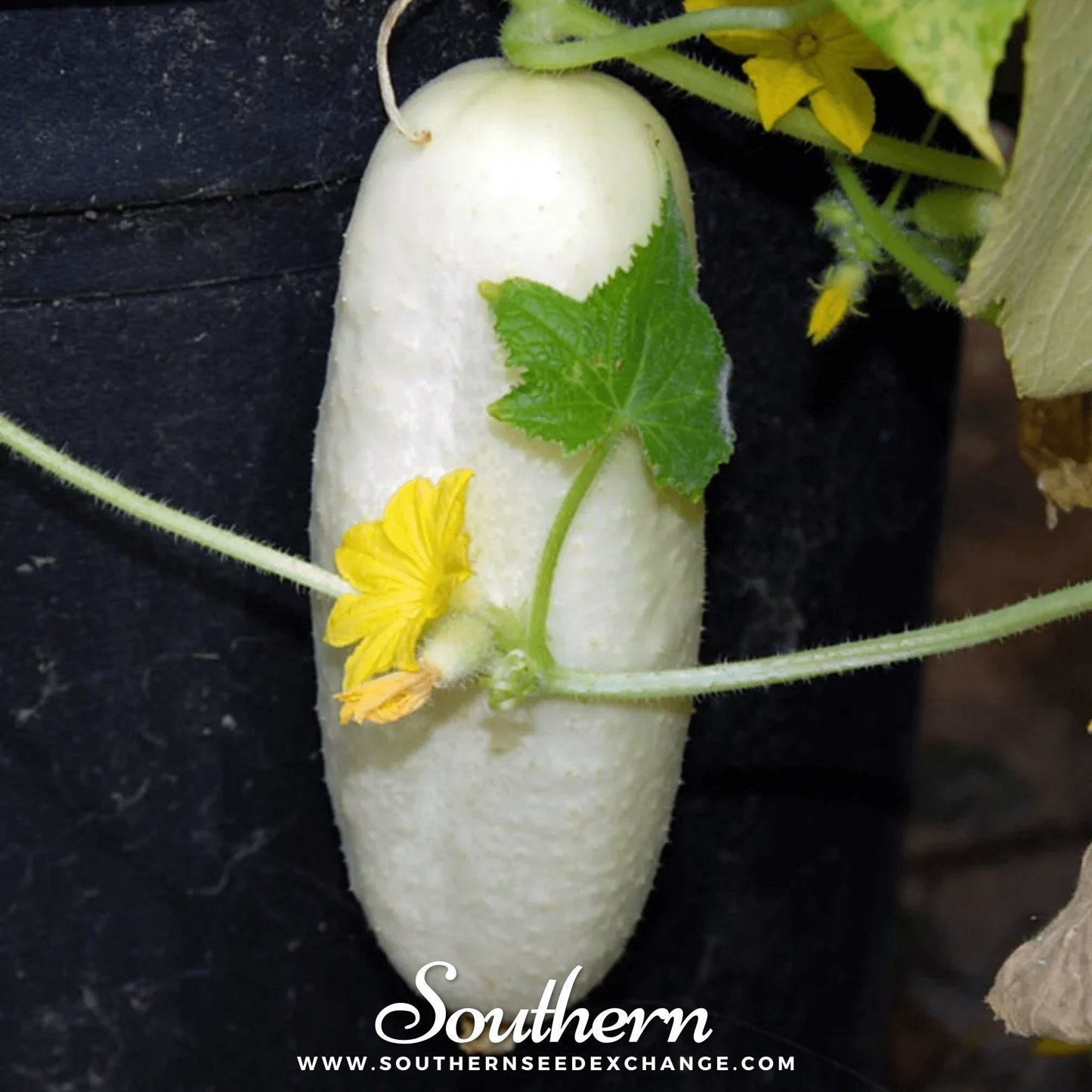 White Wonder Cucumber Seeds – Heirloom, Open Pollinated, Non-GMO, American Grown, Cucumis sativus