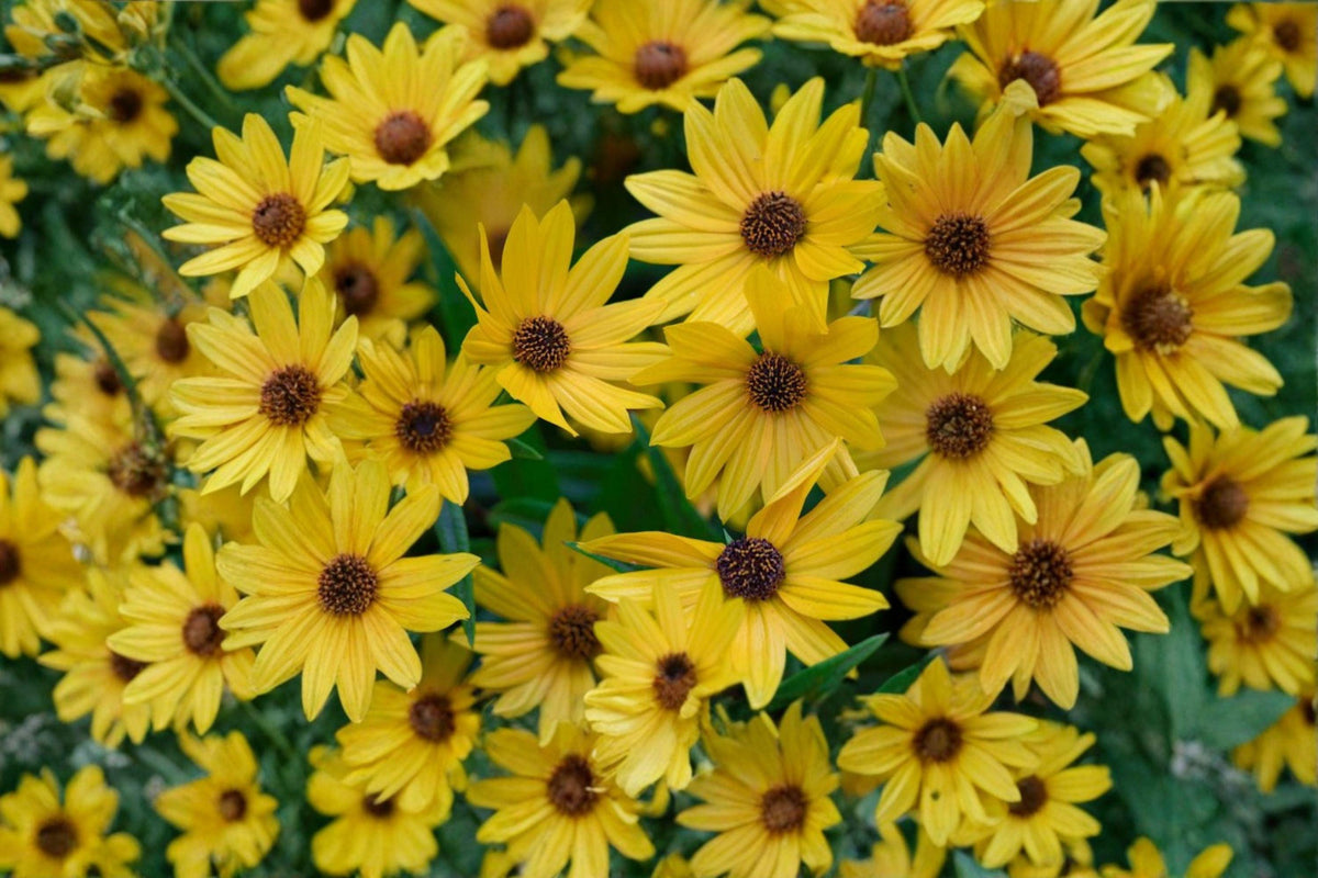 Swamp Sunflower Seeds 100 Pack – Helianthus angustifolius Native Wildflower for Pollinator Gardens