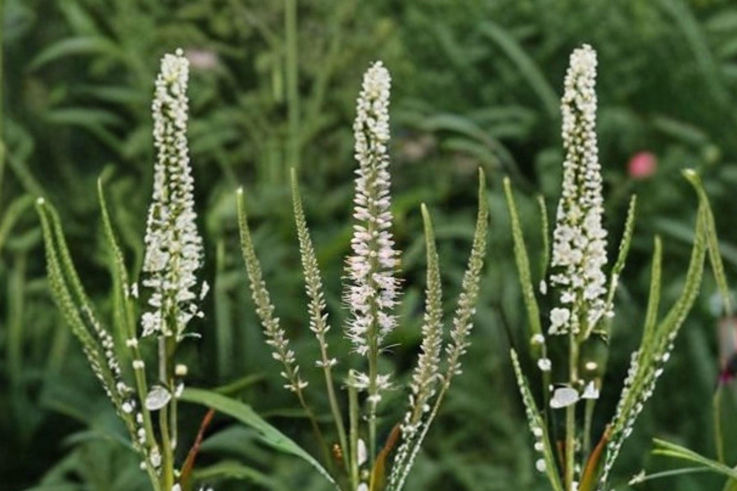 2500 Seeds Veronicastrum virginicum Culver’s Root Perennial Wildflower for Pollinator Gardens