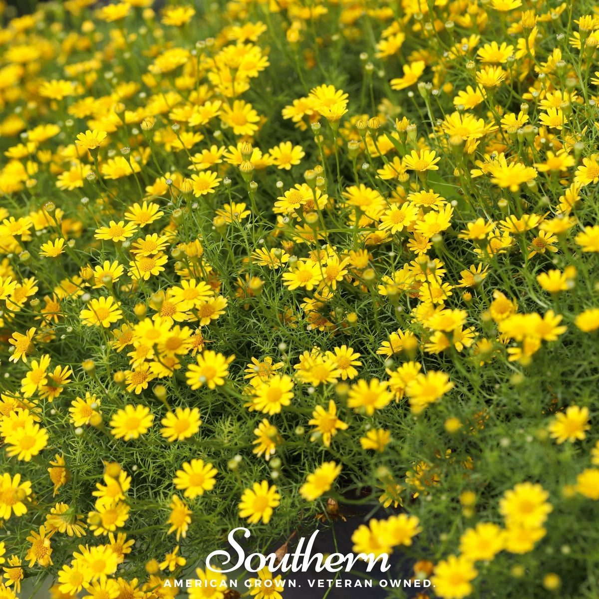 Dahlberg Daisy Seeds – 500 Non-GMO American Grown Flower Seeds for Borders, Containers, and Drought Tolerance (Thymophilla tenuiloba)