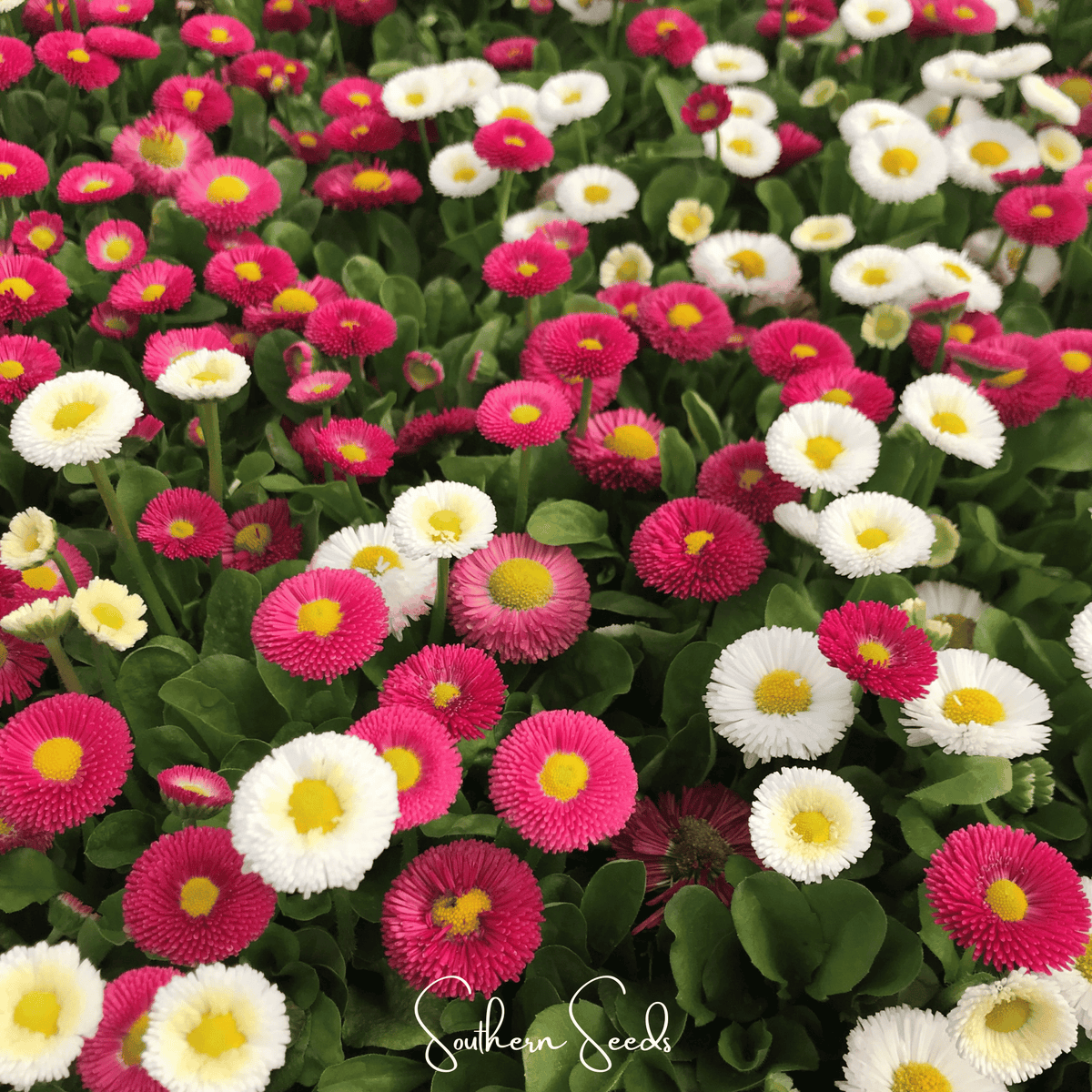 Super Enorma English Daisy Mix Seeds – Heirloom Bellis perennis, 100 Non-GMO, Cool-Weather Flower for Borders & Containers