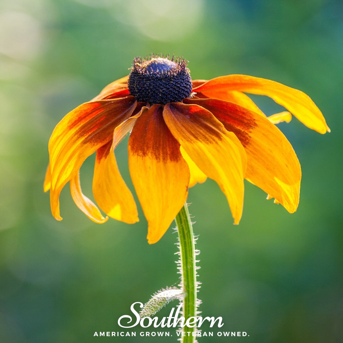 Gloriosa Daisy Seeds - 100 Non-GMO Wildflower Seeds for Pollinators - Rudbeckia hirta, US Native, Bright Yellow & Rust Colors