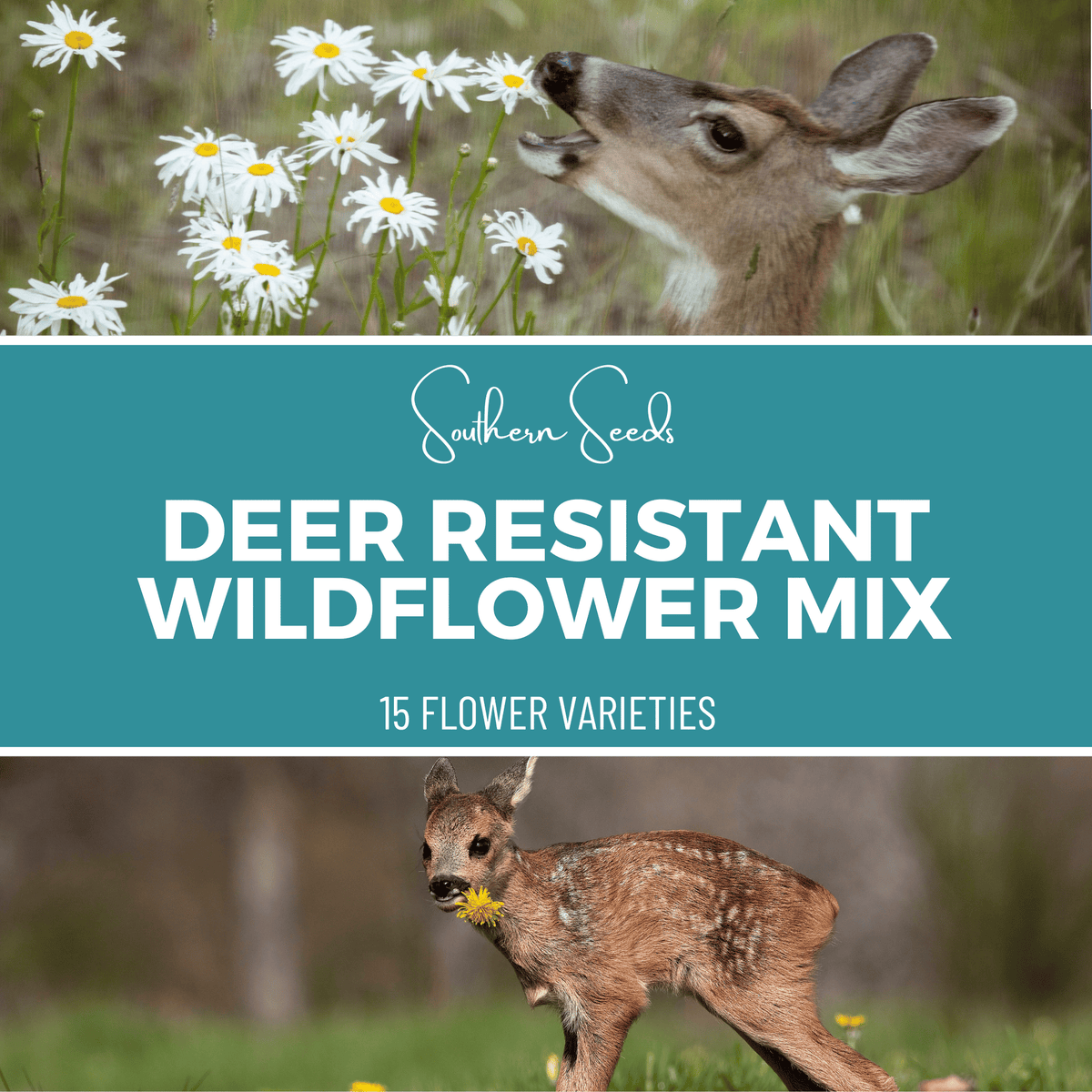 Deer Resistant Wildflower Seed Mix – 1,000 Heirloom Pollinator-Friendly Annual & Perennial Flowers, Native, Non-GMO, Easy to Grow
