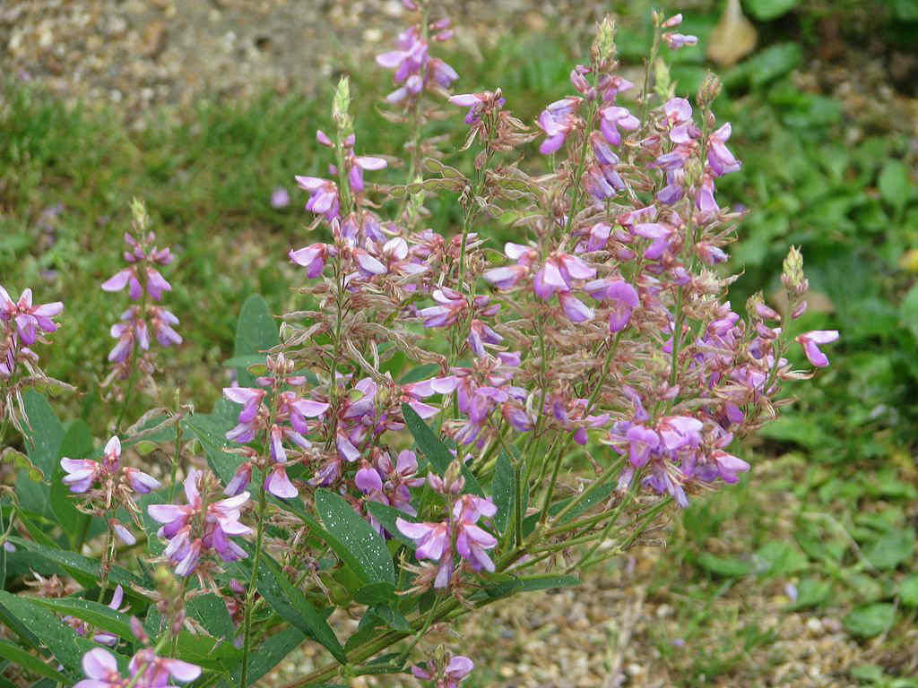 Desmodium canadense Seeds – Showy Tick Trefoil Native Perennial Wildflower for Pollinators & Soil Improvement (25 Seeds)