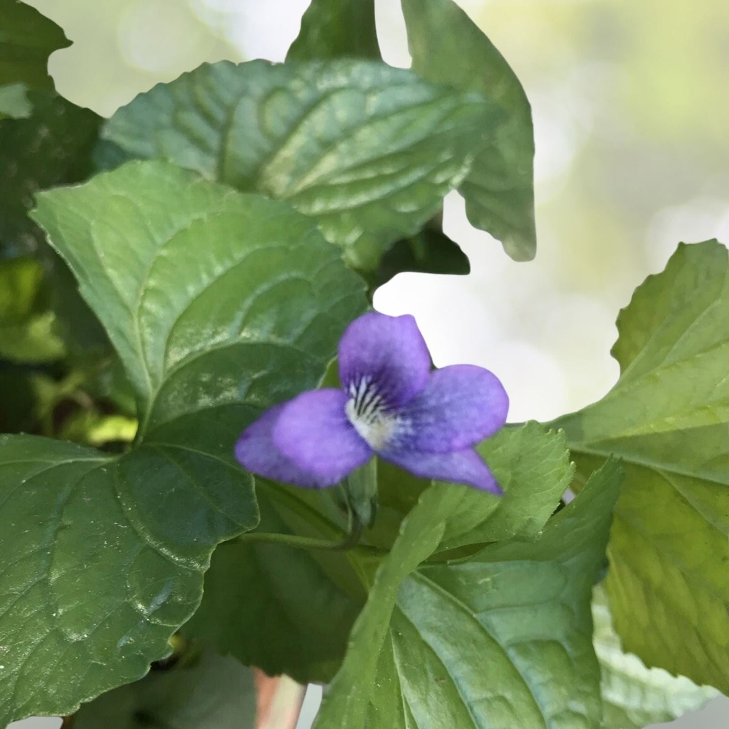 Live Plants 8-Pack Purple Viola Wild Common Meadow Blue Violet Flowering Perennial (Viola sororia)