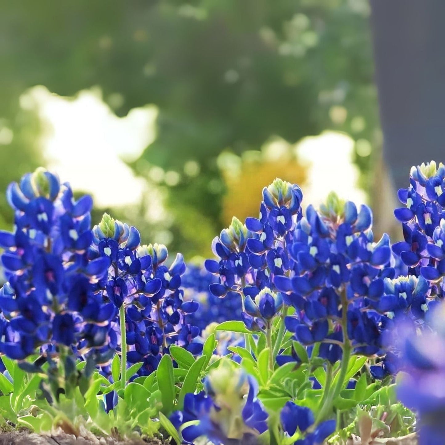 Texas Bluebonnet Wildflower Seeds - 100+ Seeds - Vibrant Blue Flowers - Lupinus texensis