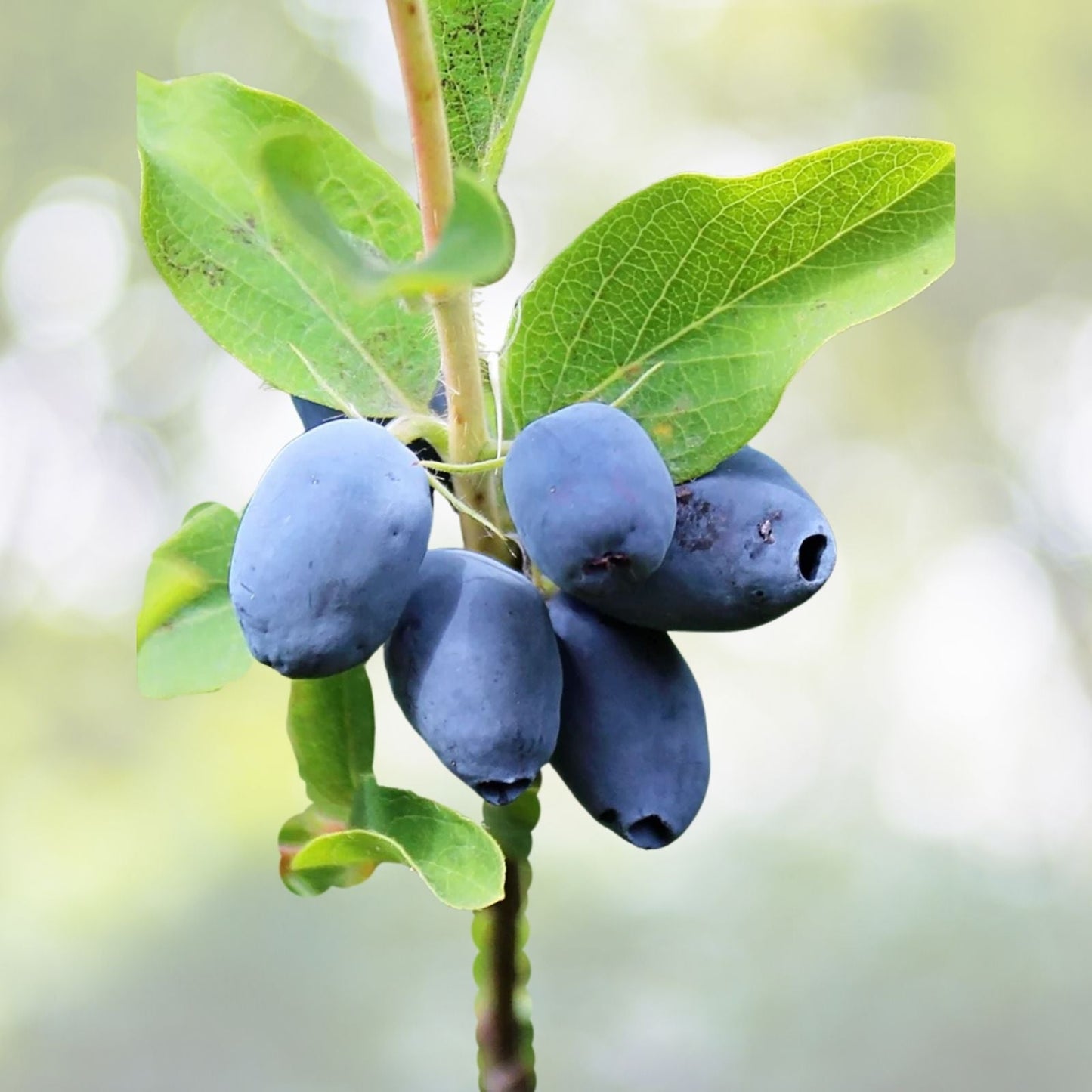 Indigo Treat Honeyberry Plant - Edible Honeysuckle Shrub - Zones 3-8 - Lonicera caerulea