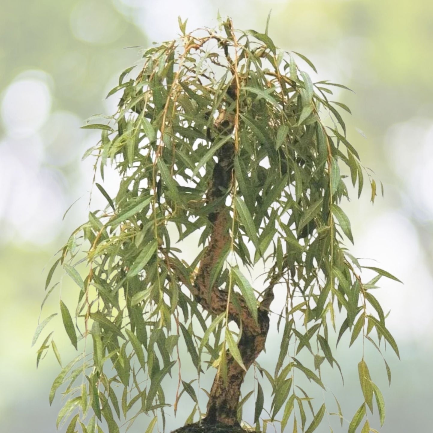 Willow Tree Bundle - 10 Live Willow Trees - Easy Grow Instructions - Salix spp. Video Tutorial Included