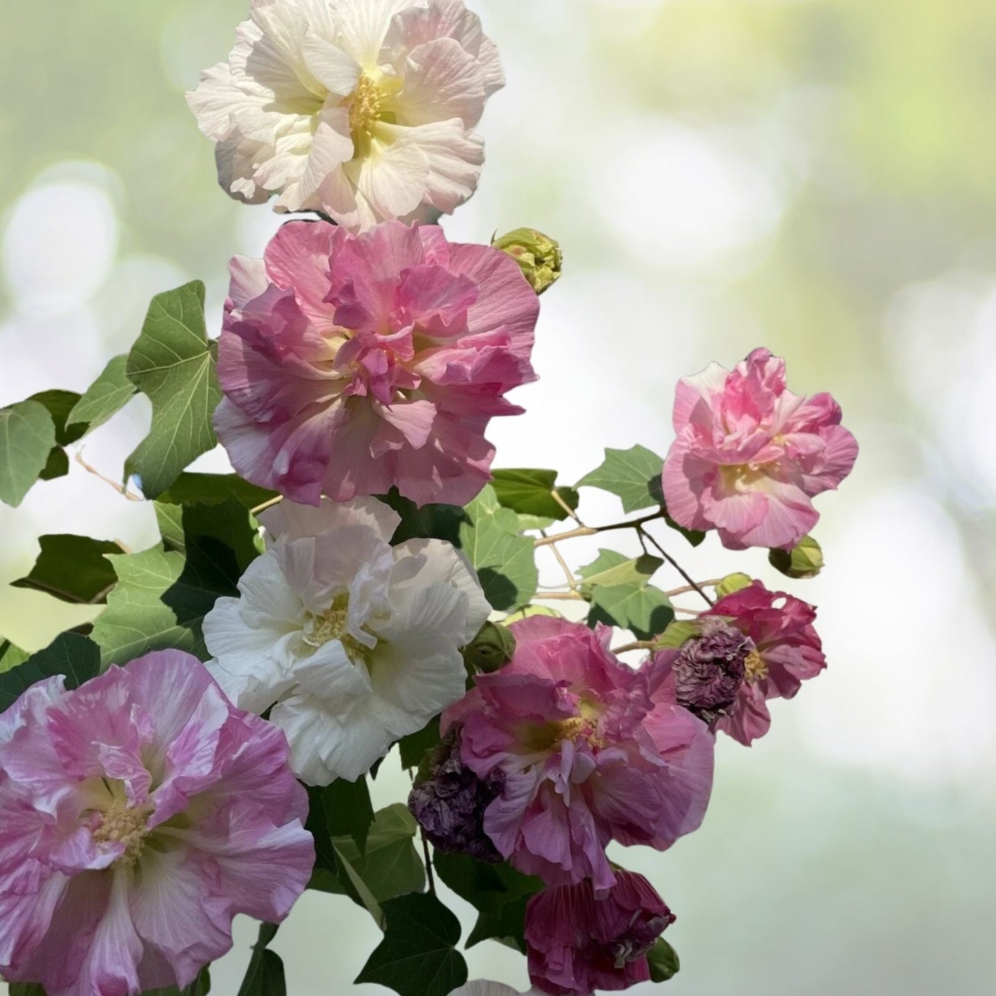 3 Rooted Confederate Rose Plants - Hibiscus mutabilis Dixie - Summer Blooms 🌸🌺