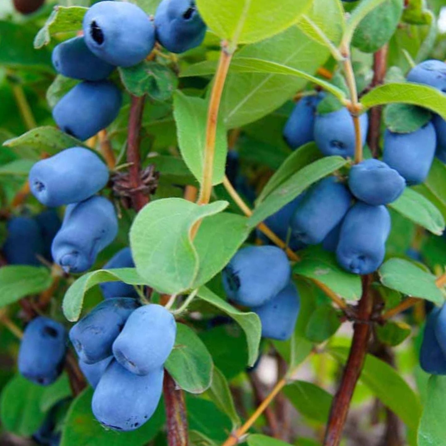 Indigo Gem Honeyberry Plant Edible Shrub Lonicera for Zones 2-8