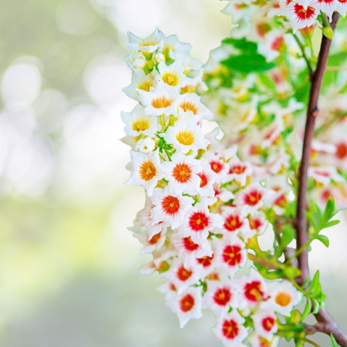 Yellowhorn Bush Seeds - 6 Large Seeds - Exotic Blooms All Season - Xanthoceras sorbifolium