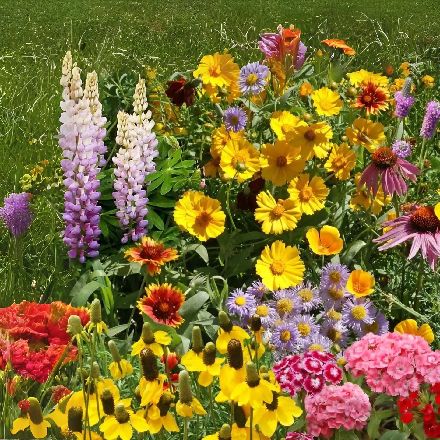 Perennial Wildflower Seeds Mix - Easy to Grow Varieties for Garden - Native Wildflowers (Various Species)