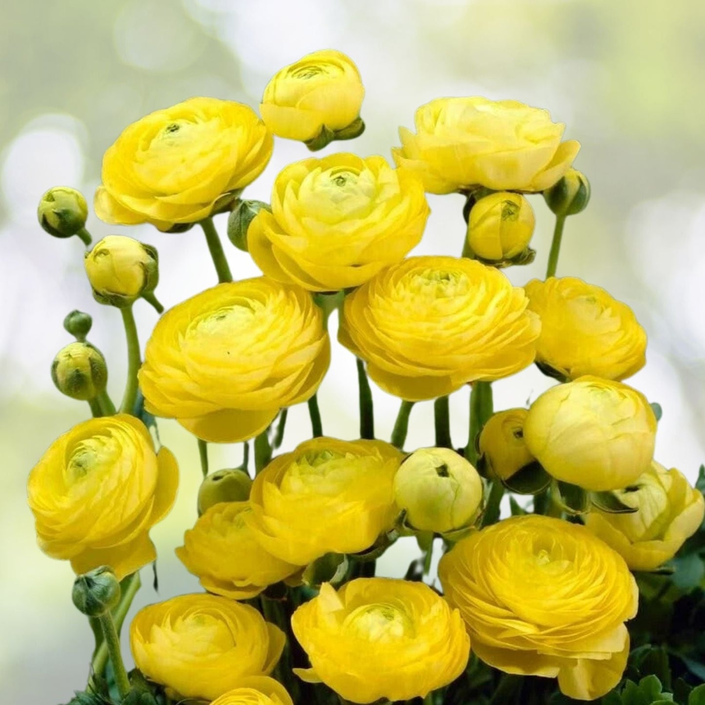 Yellow Ranunculus Bulbs for Planting - Flowering Perennial Bulbs - Ranunculus asiaticus