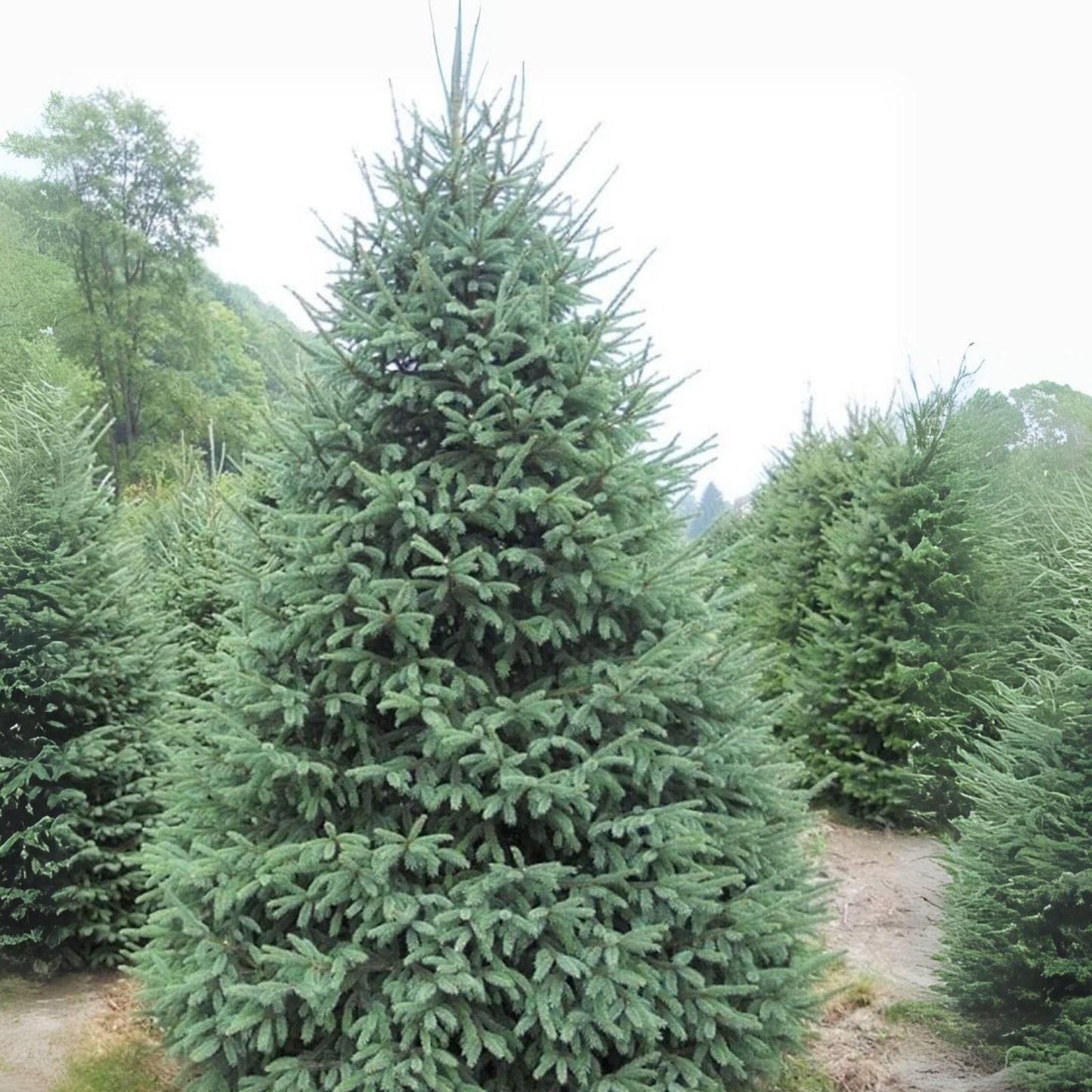 White Spruce Tree Seedlings - Evergreen Planting Trees for Landscaping - Picea glauca
