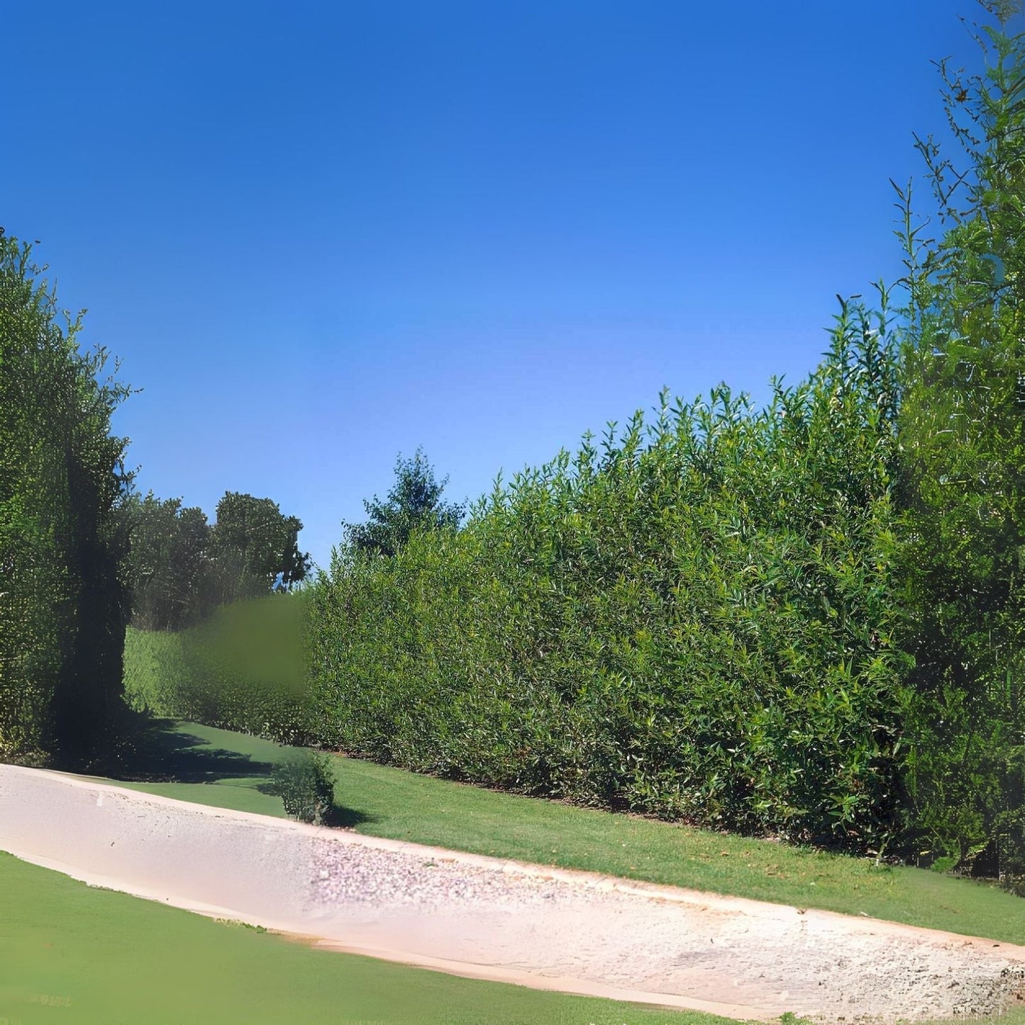 Hybrid Willow Trees - 4-5 Foot Tall - Live Plant for Privacy - Salix × sepulcralis