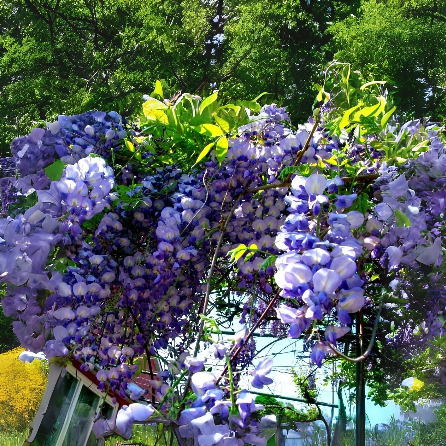 American Wisteria Seeds - 10 Pack - Wisteria frutescens - Ideal for Planting and Gardening Projects
