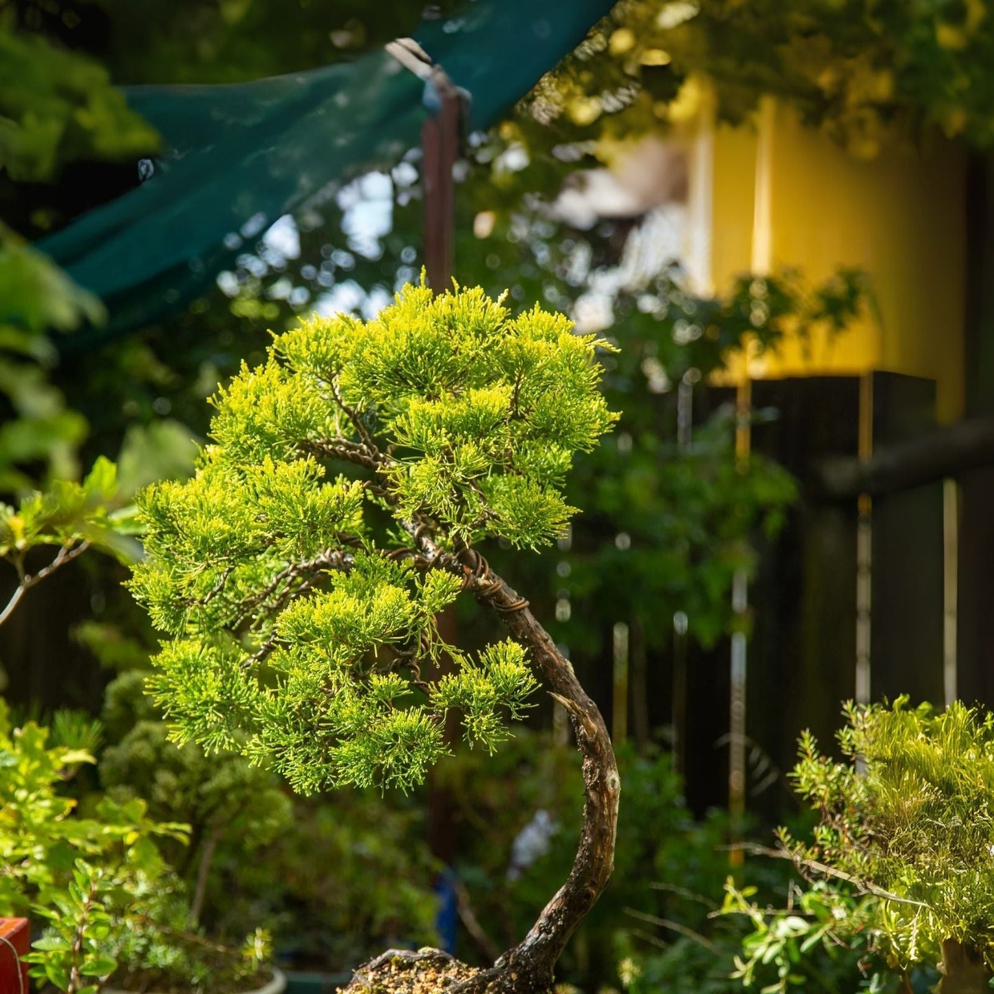 RARE Willow Bonsai Cutting - Live Plant - Salix spp. - Perfect for Bonsai Gardening and Indoor Decor