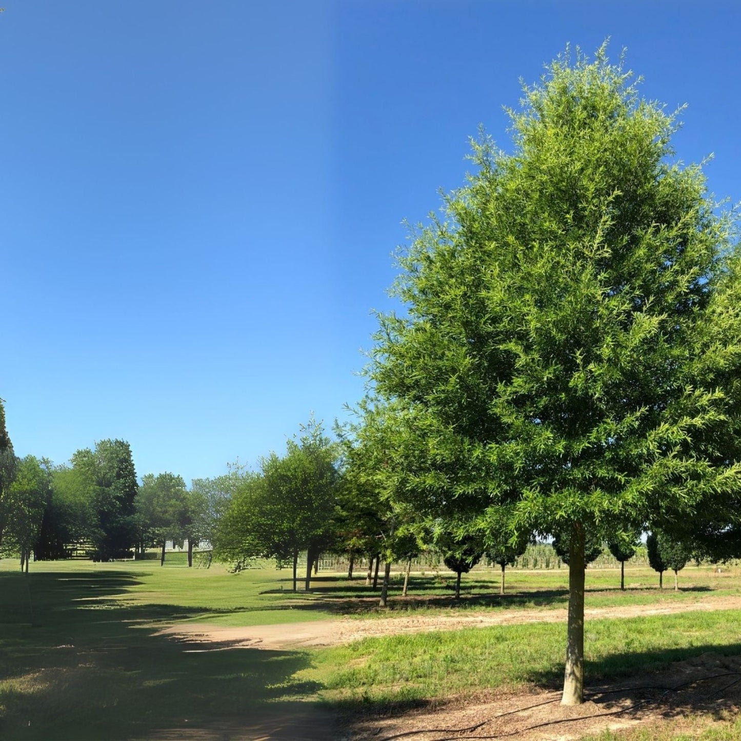 Willow Oak Tree Seedlings - 12-18 Inch - Quercus phellos - Fast Growing Shade Tree for Landscapes and Gardens