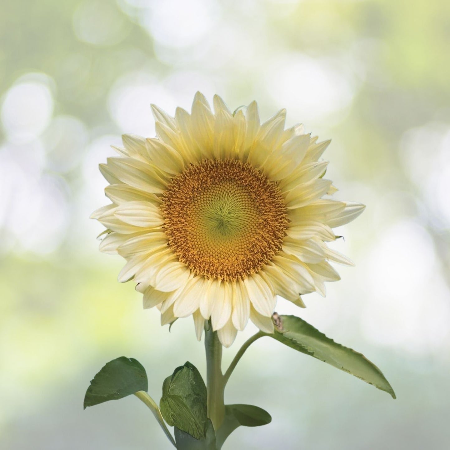 White Light Sunflower Seeds - 20 Seeds for Planting - Pure White Sunflowers - Helianthus annuus
