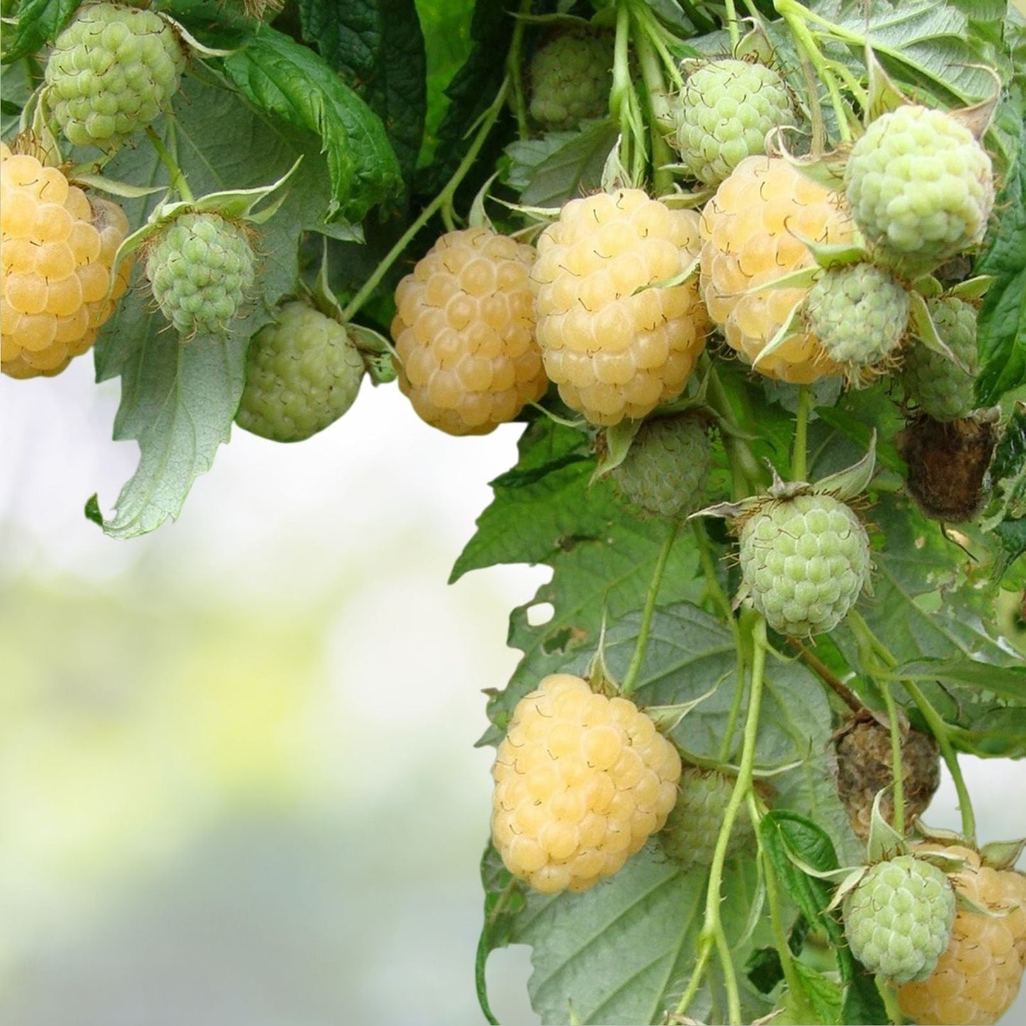 Yellow Anne Raspberry Starter Plant - Live Plant for Zones 4-9 - Rubus idaeus 'Yellow Anne'