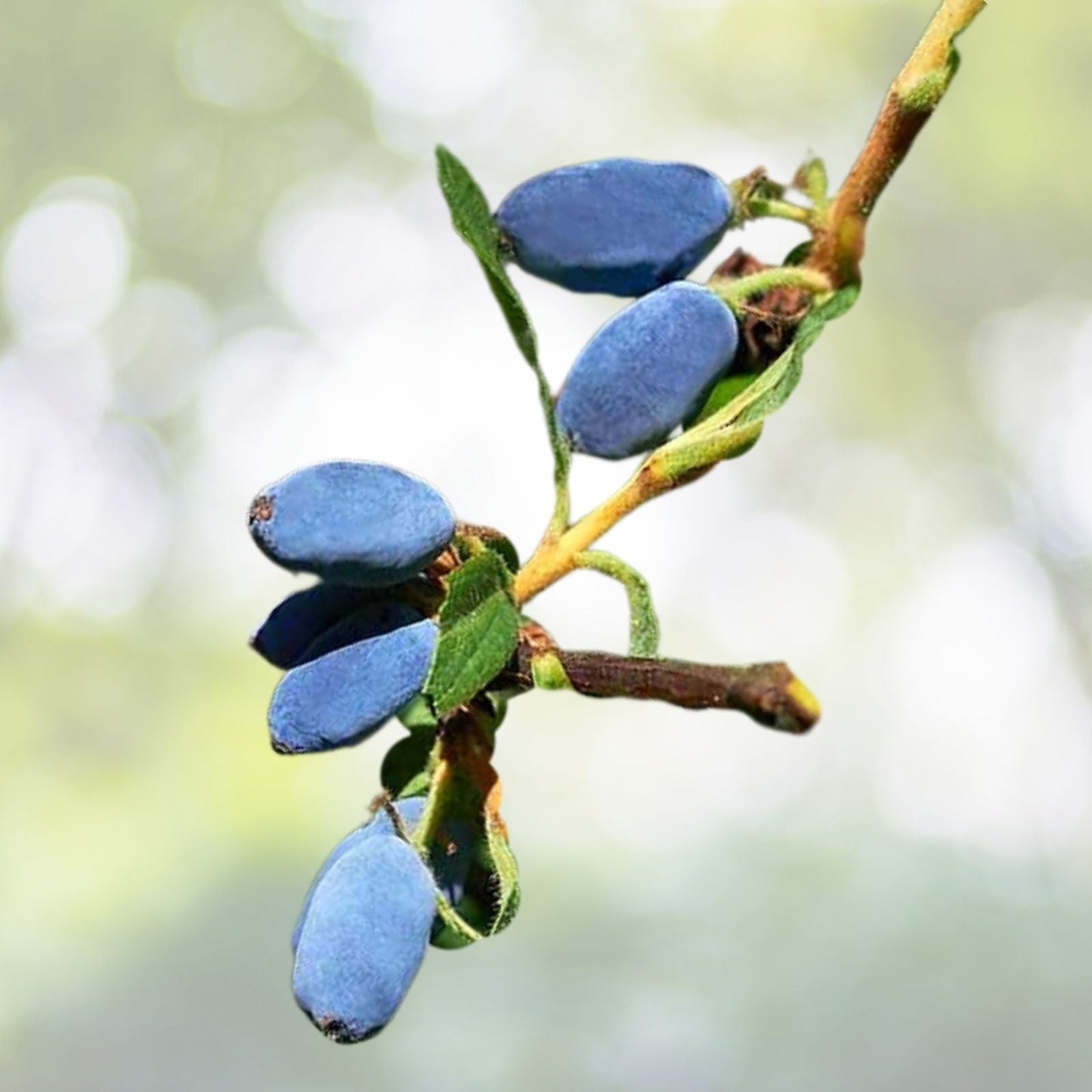 Czech 17 Honeyberry Plant - Edible Shrub for Zones 2-8 - Lonicera