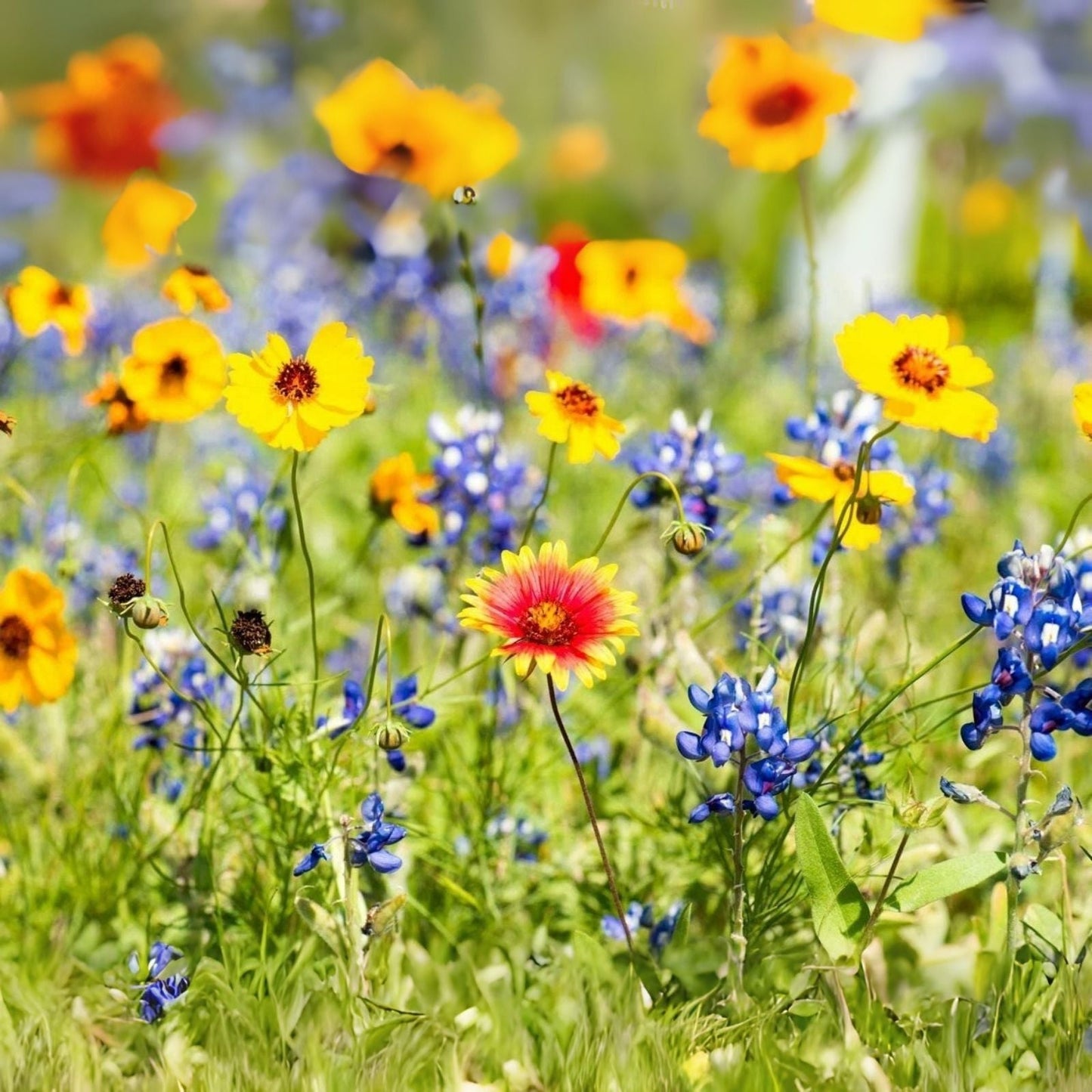 Wildflower Seed Packet - Open-Pollinated Bulk Flower Mix for Beautiful Gardens - Non-GMO Wildflower Seeds