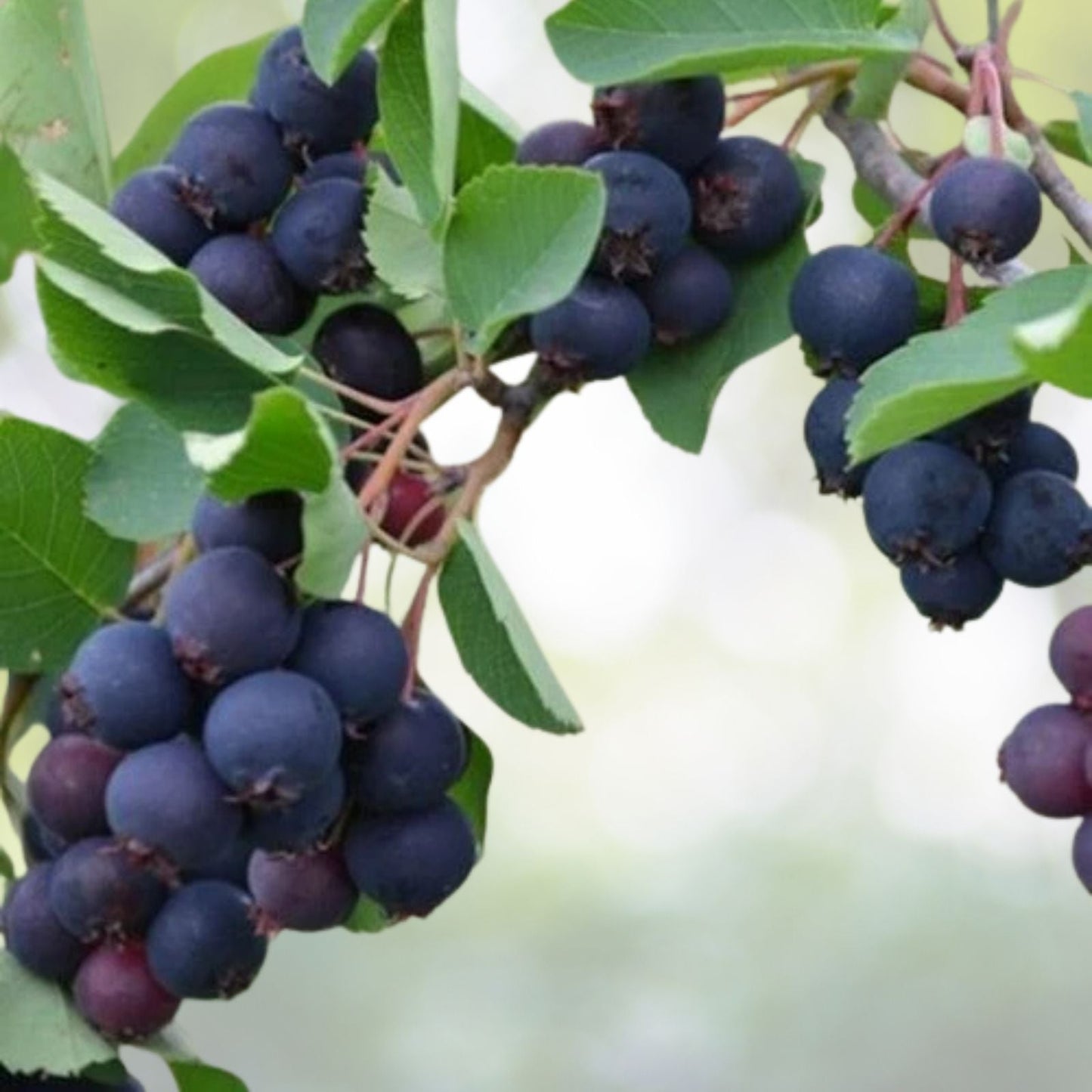 Allegheny Edible Serviceberry Plant - Amelanchier laevis - Self-Pollinating - Zones 4-8