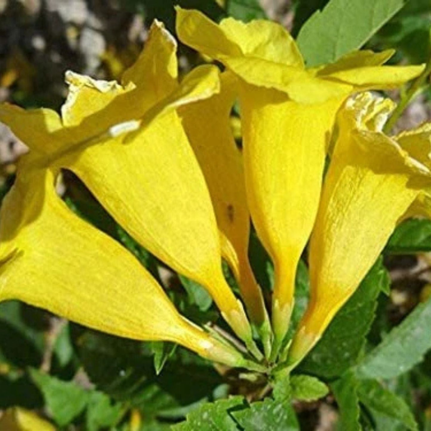Yellow Trumpetbush Seeds - 20 Rare Exotic Seeds for Gardening - Tecoma stans