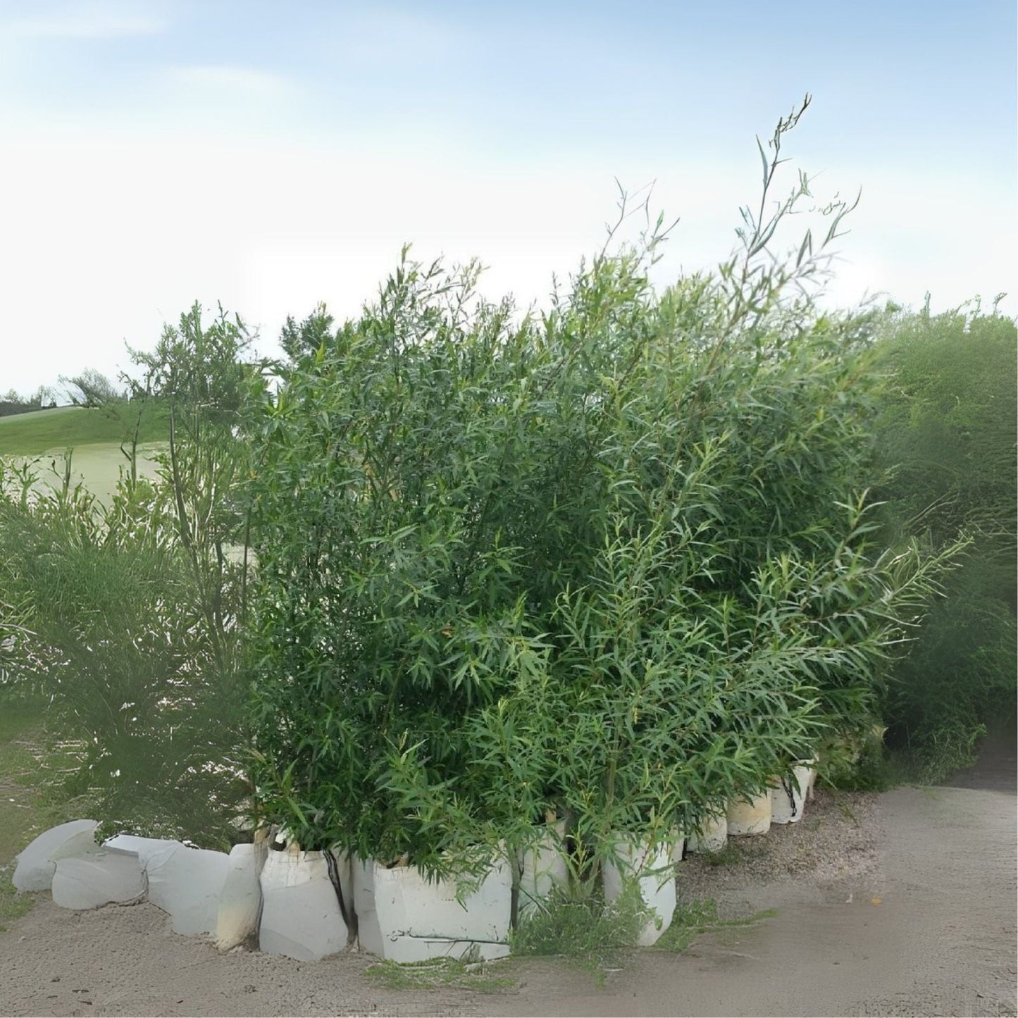 Willow Cuttings for Biofuel - Fresh Planting Cuttings - Fast Growing Biomass - Salix spp.