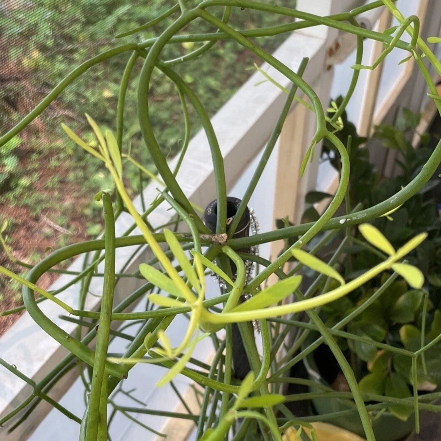 Pencil Cactus Plant Succulent 4" - Euphorbia Tirucalli - Low Maintenance Indoor Plant, Great for Beginners