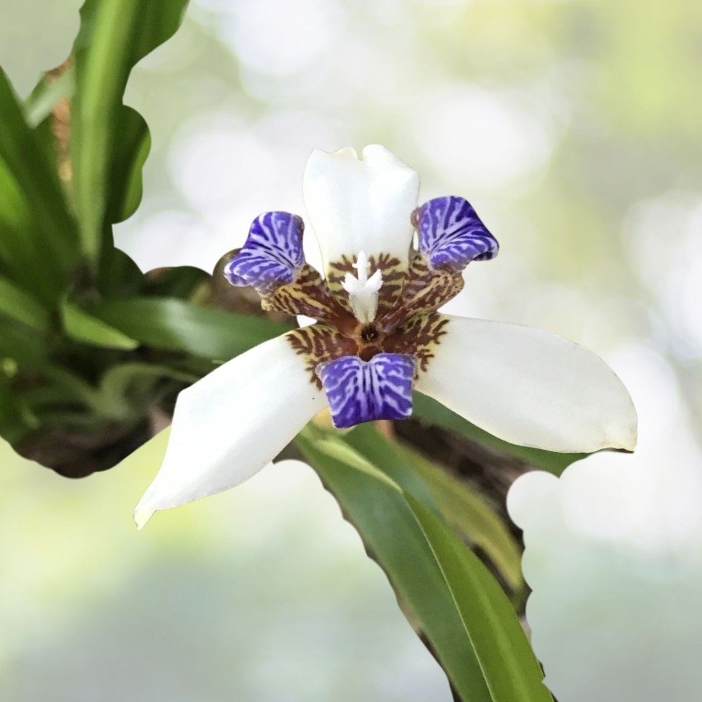 White Blue Walking Apostle Iris Plant - Fragrant Spring Bloom for Shade Garden - Iris 'Walking Apostle'
