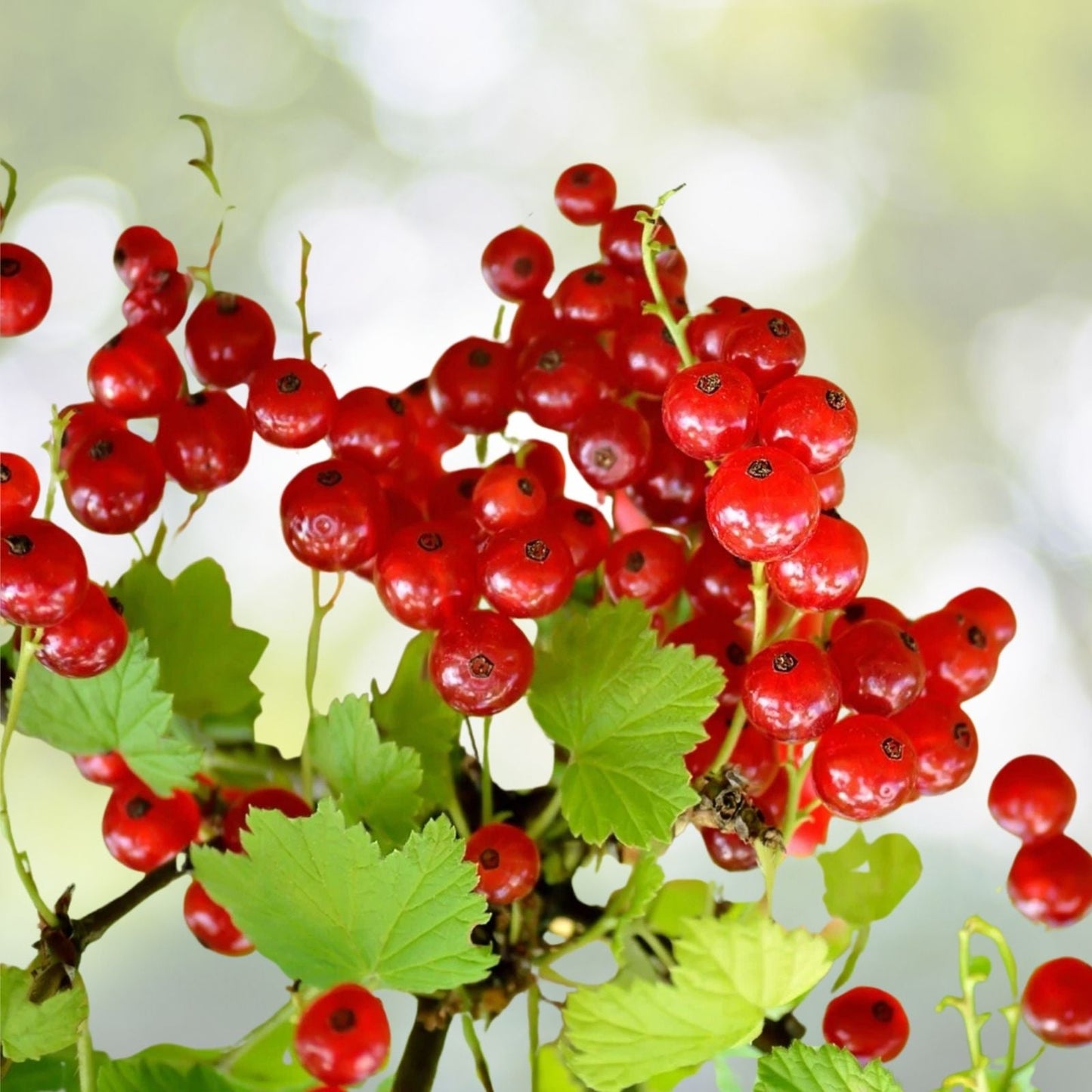 Perfection Red Currant Plant - Zones 3-7 - Ribes rubrum - Fruit-bearing Edible Garden Plant