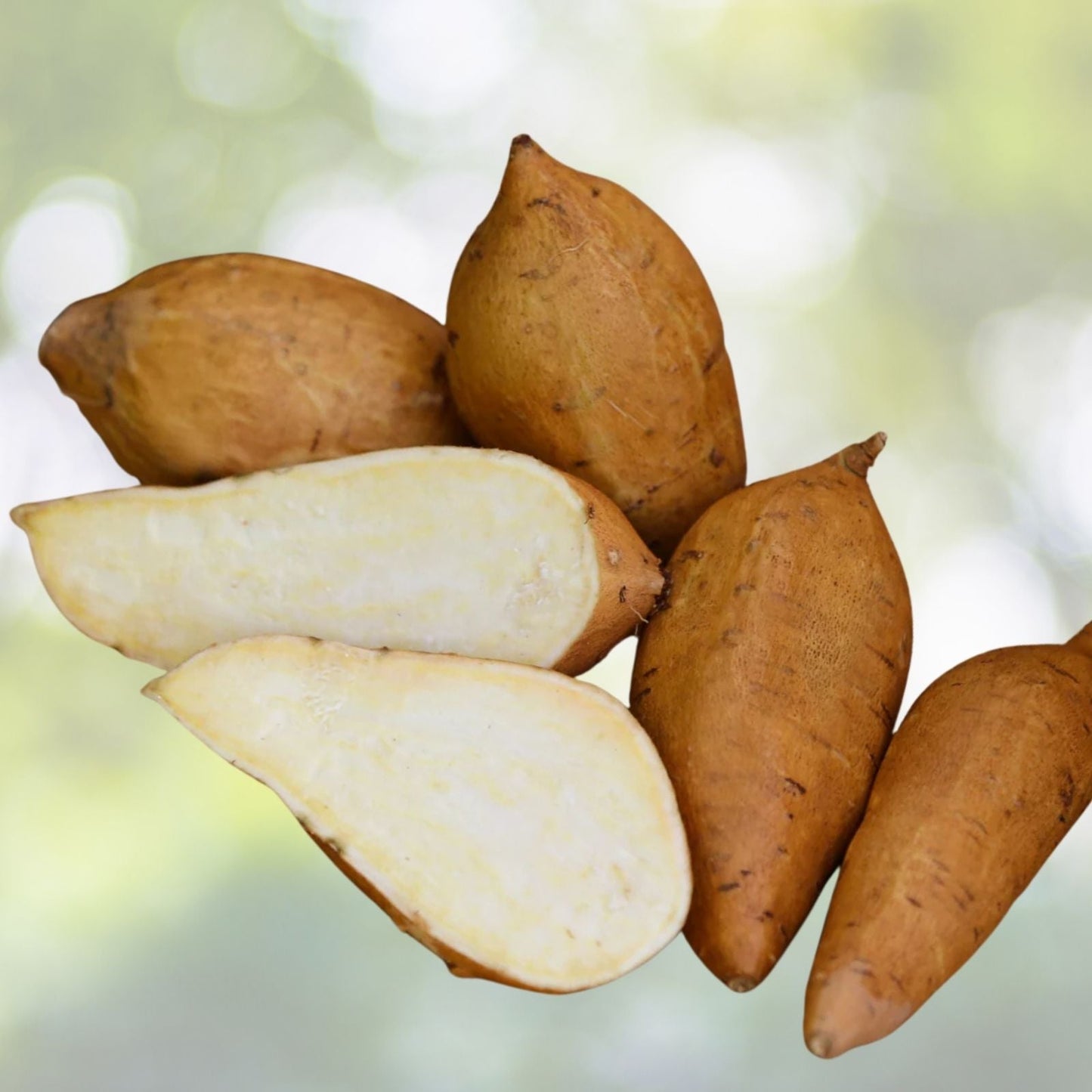 White Sweet Potato Slips - Live Plants - Organic Varieties - Ipomoea batatas
