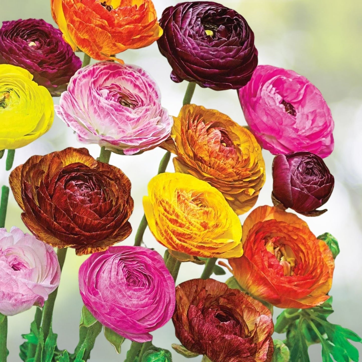 Dozen Mixed Peony Ranunculus Bulbs - 12 Large Healthy Bulbs - Ranunculus asiaticus - Ships from Iowa