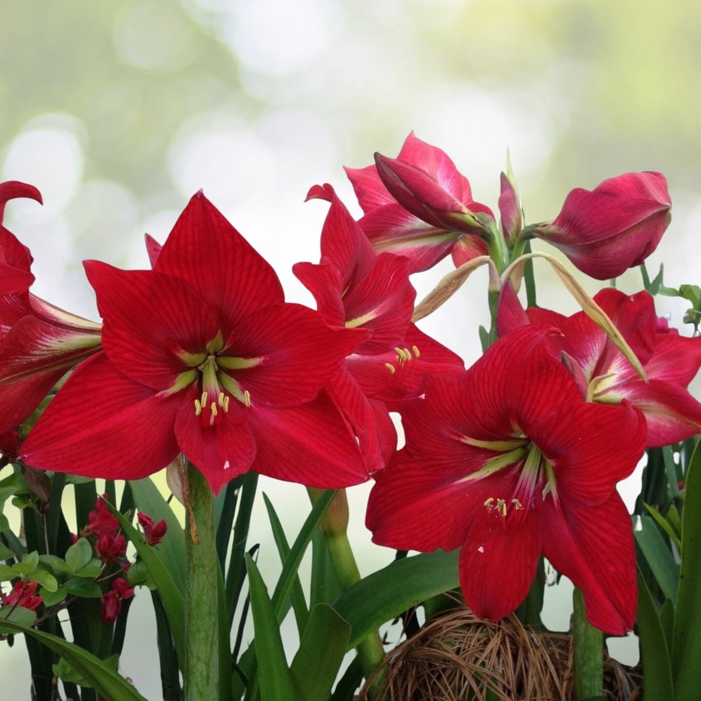 Red Giant Amaryllis Seeds - 30+ Seeds - Hippeastrum - Vibrant Red Blooms for Stunning Indoor Gardens