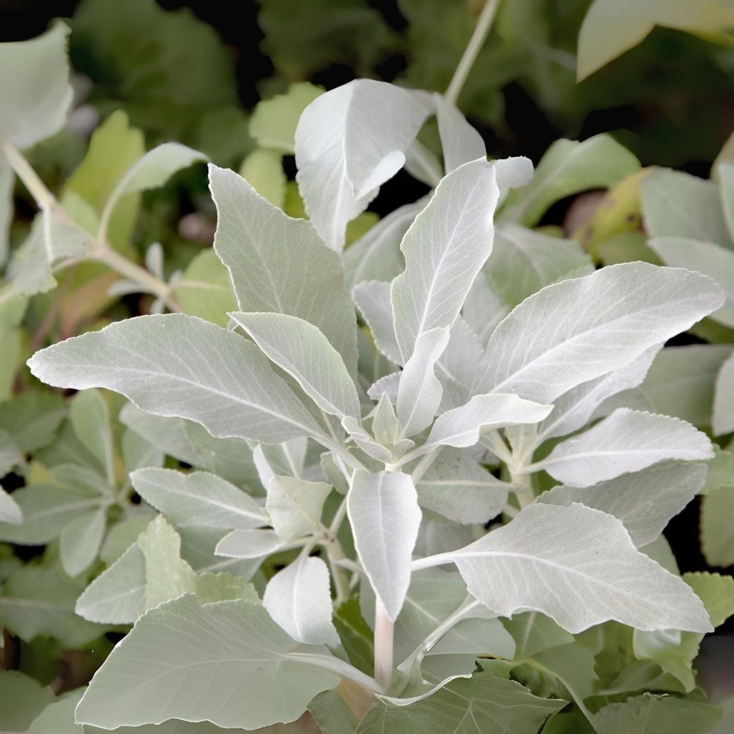 White Sage Seeds - 100 Seeds - Organic Indoor Outdoor Herb - Salvia apiana