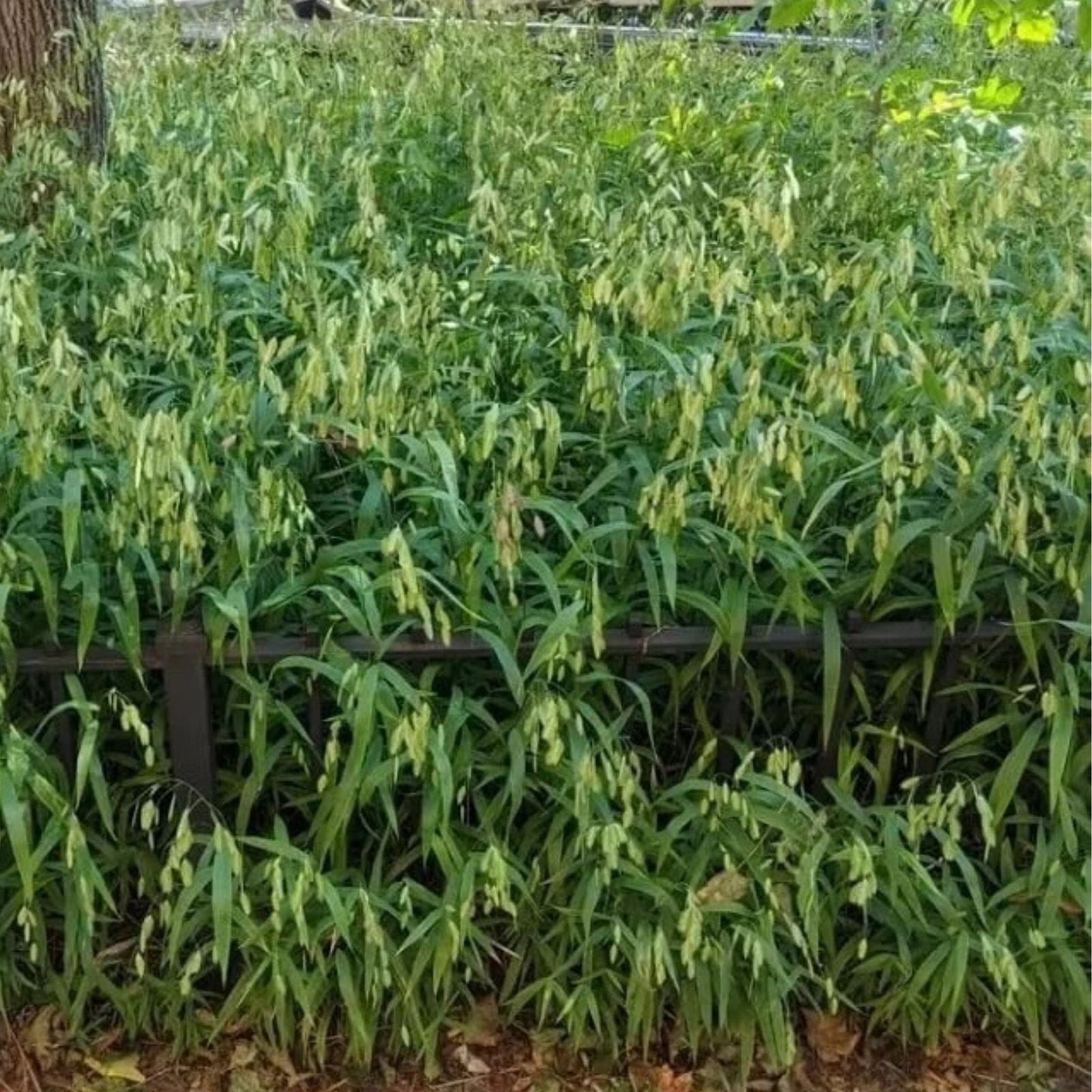 Indian Woodoats Grass Seeds - 100 Pack - Chasmanthium latifolium - Ideal for Planting and Landscaping