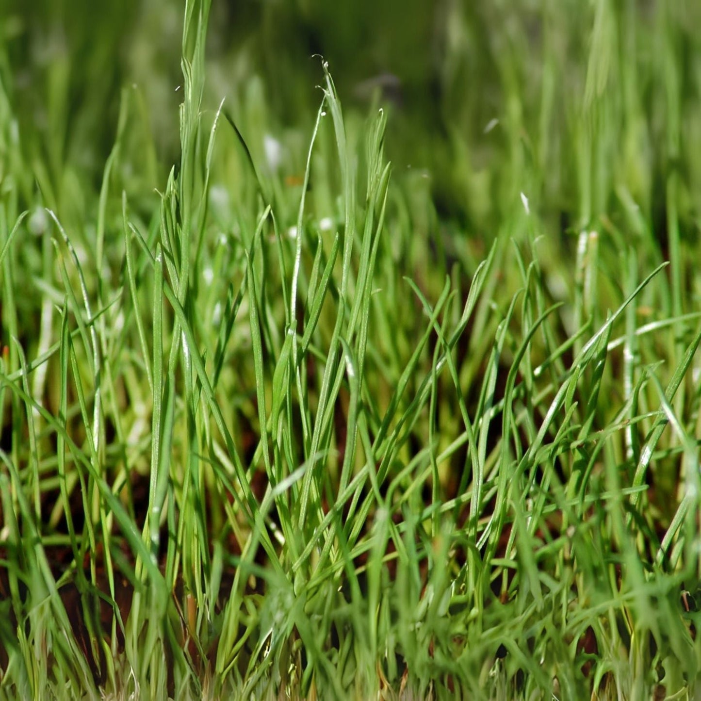 Winter Rye Seed 5LBS - Cover Crop for Food Plot, Deer & Wildlife - Secale cereale