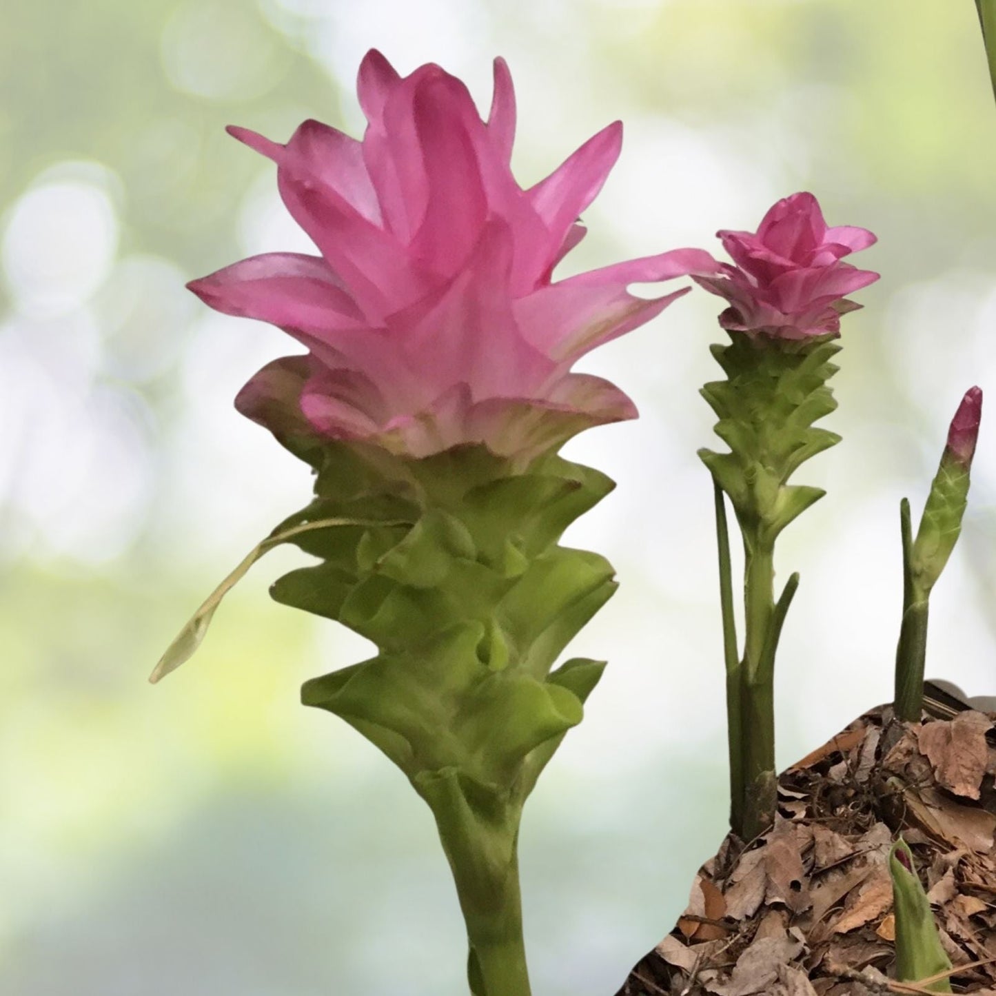 Ginger Rhizomes - Hidden Pink Flowering Curcuma Petiolata Starts - Thai Ginger Plant - Rare Culinary Herb
