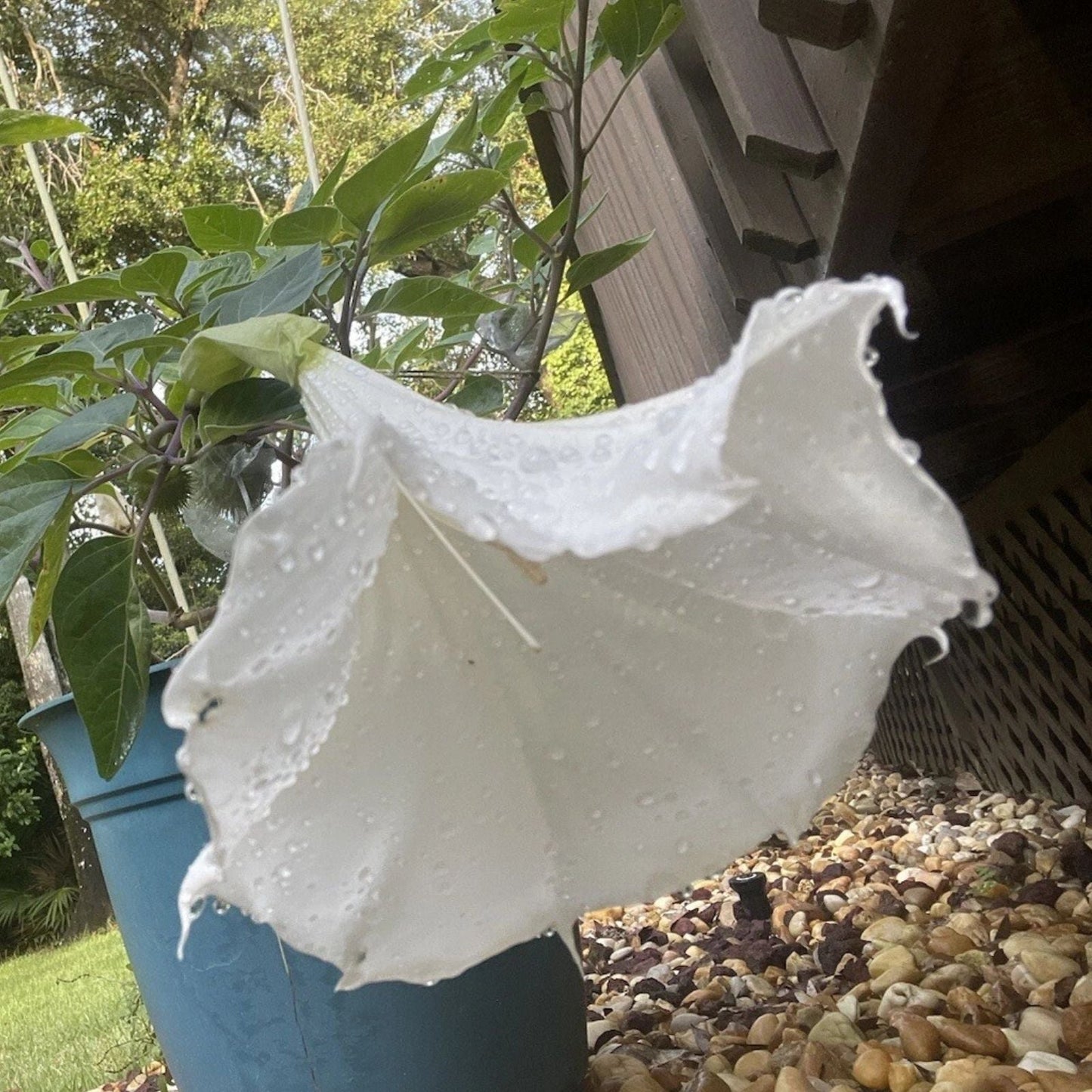 Seeds, 100+ White Trumpet Flower, Angel Trumpet, Moon Flower, Devil's Trumpet (Brugmansia)