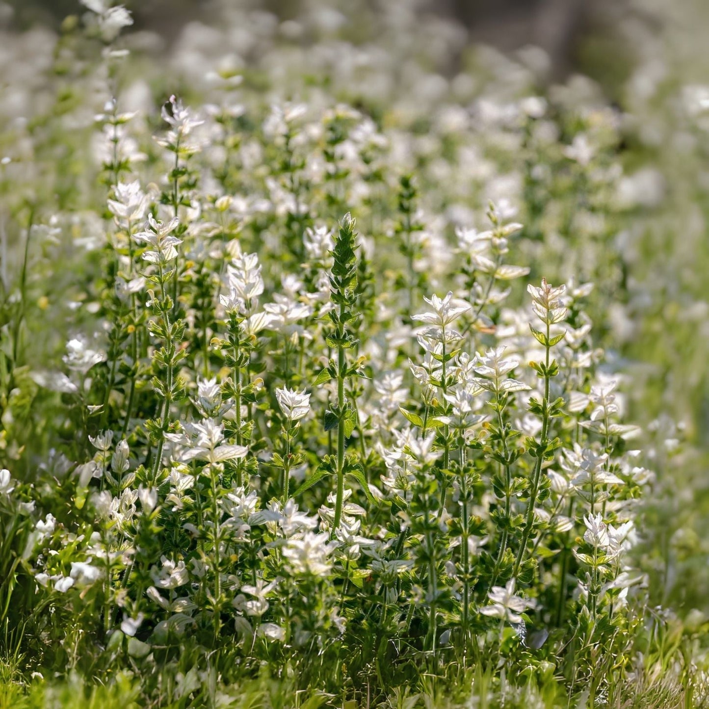 White Swan Clary Sage Flower Seeds - 100 Seeds - Salvia sclarea - Premium Gardening Seeds for Planting