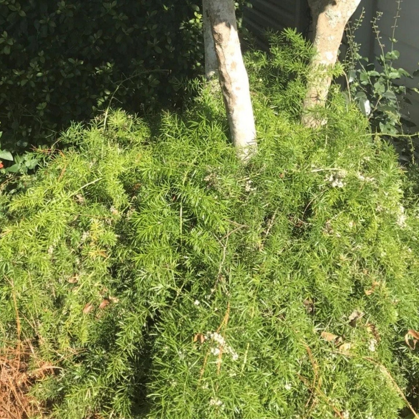 Trailing Asparagus Fern Plant 4" Pot Bareroot - Asparagus aethiopicus Sprengeri Decorative Houseplant