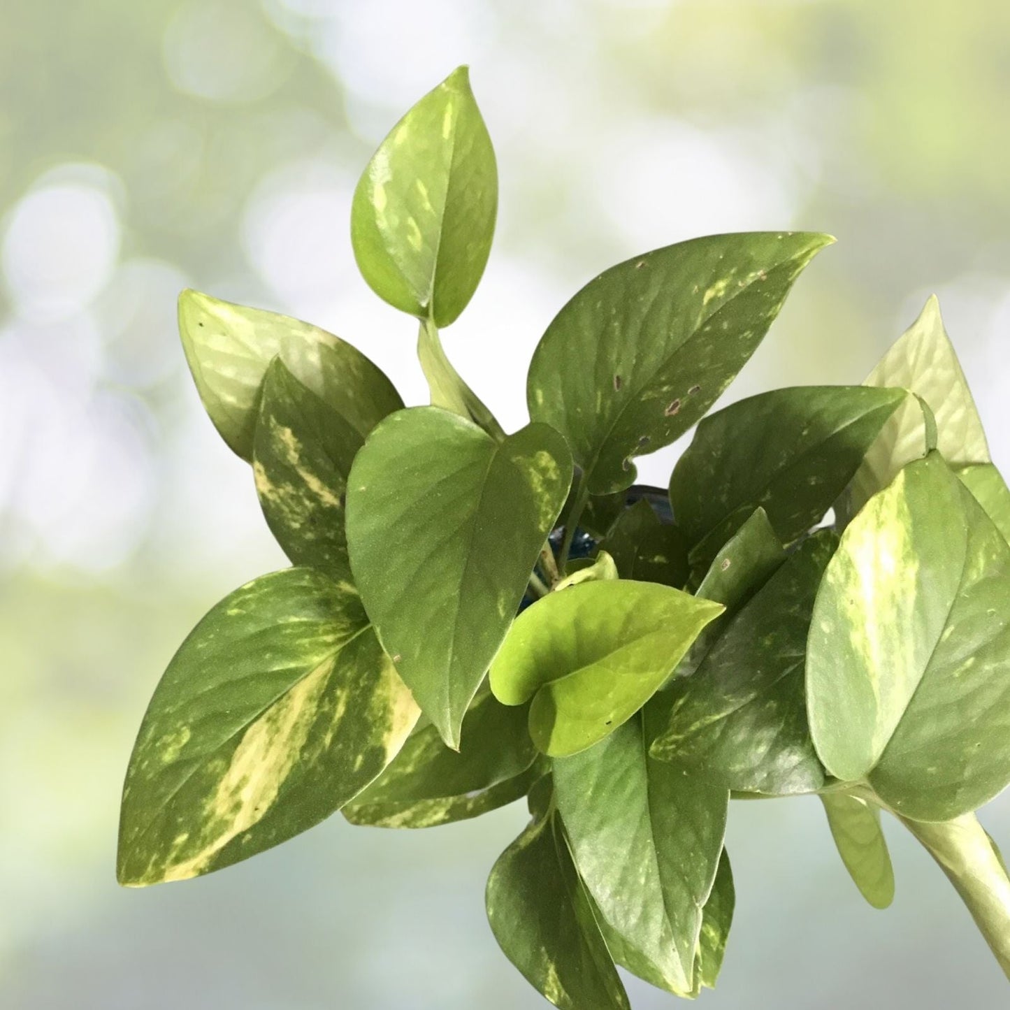 Golden Pothos Cuttings - 10” Devil's Ivy - Epipremnum aureum - 8 Pcs Easy Grow House Plant for Indoor Gardening