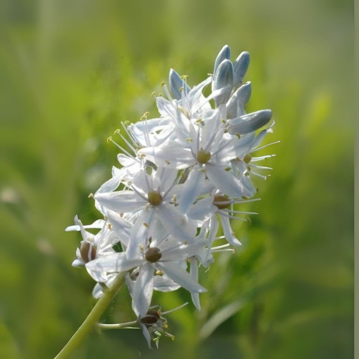 Wild Hyacinth Seeds (50 Seeds) - Camassia scilloides - Native Flowering Plant for Garden or Landscape