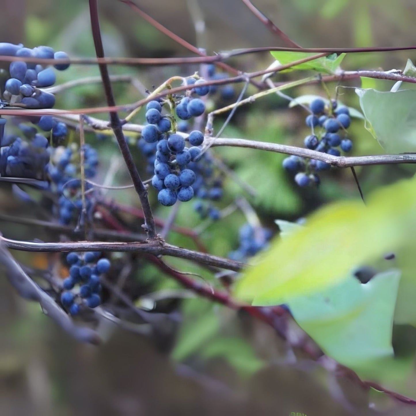 Wild Grape Vine Seedlings - Vitis riparia - Edible Green Grapes for Planting