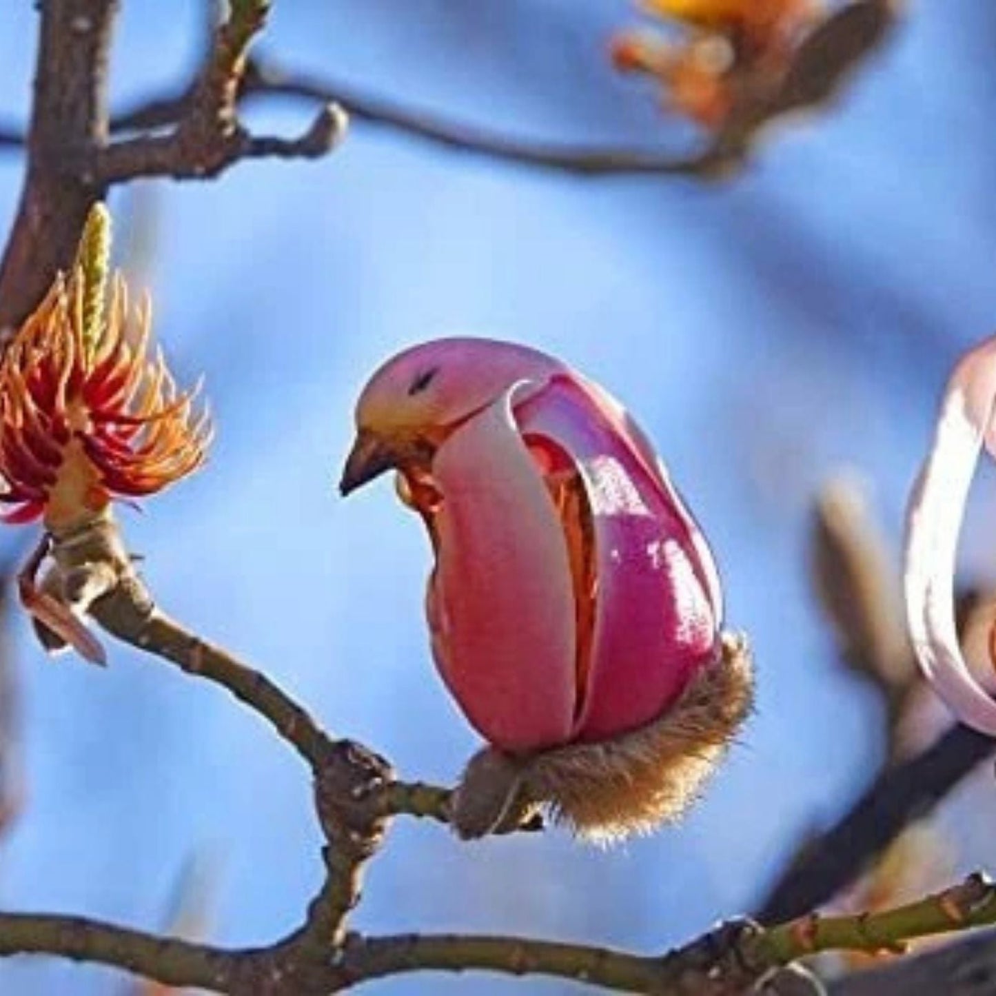 Yulan Magnolia Tree Seeds - 5 Seeds - Pink Spring Buds - Magnolia denudata