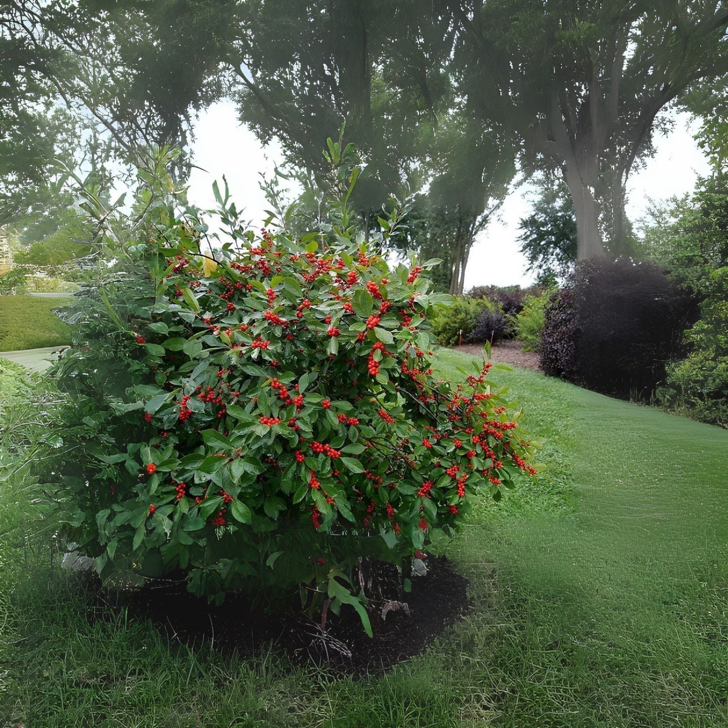 Winterberry Seeds - 100pcs Ilex verticillata for Planting, Celastrales, Native Berry Bush, Hardy Perennial
